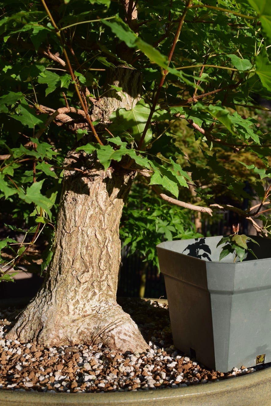 Acer truncatum Shantung Shandong maple dwarf bonsai small leaves maple bark