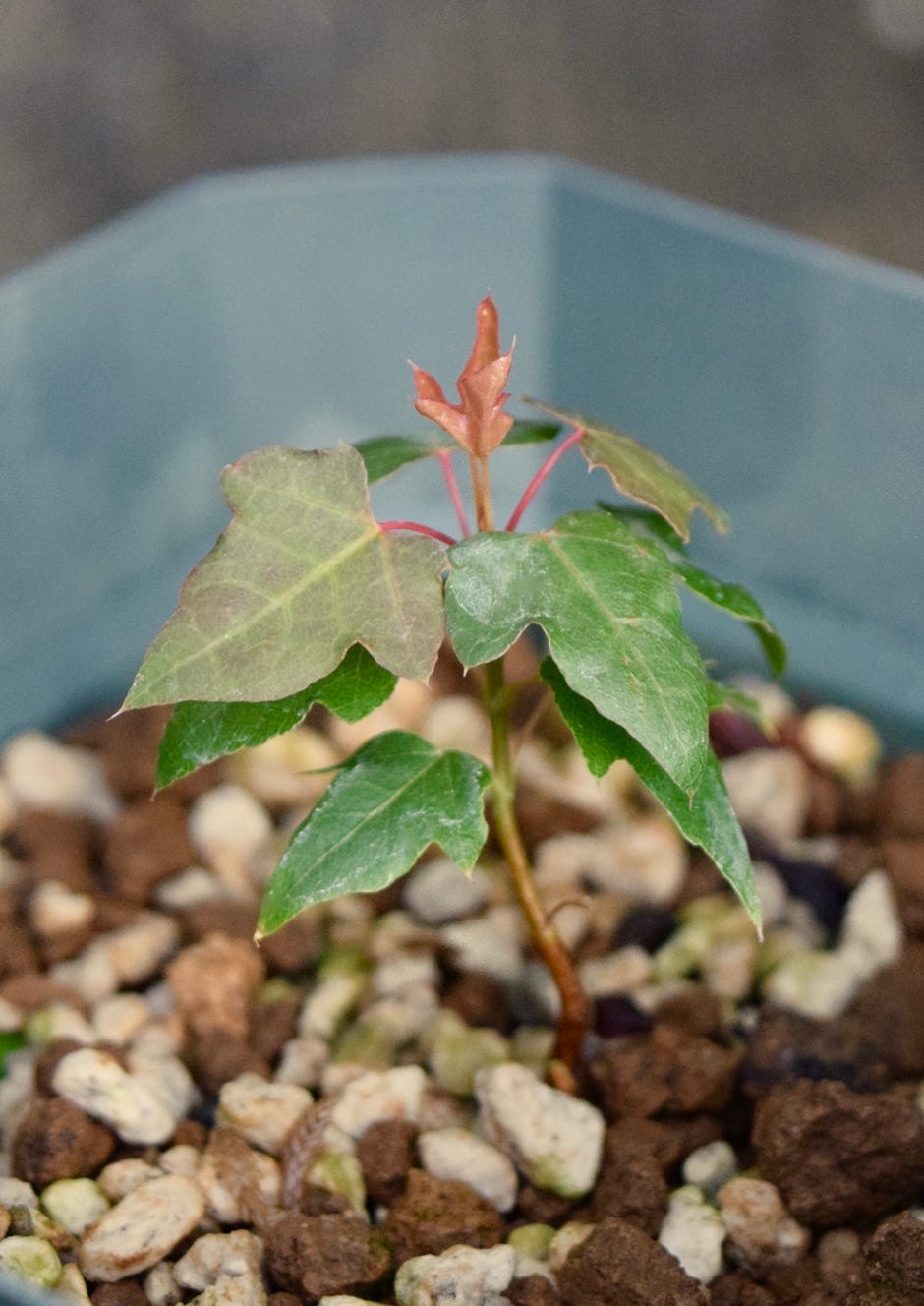 Acer truncatum Shantung Shandong maple dwarf seedling from a dwarf tiny small leaves