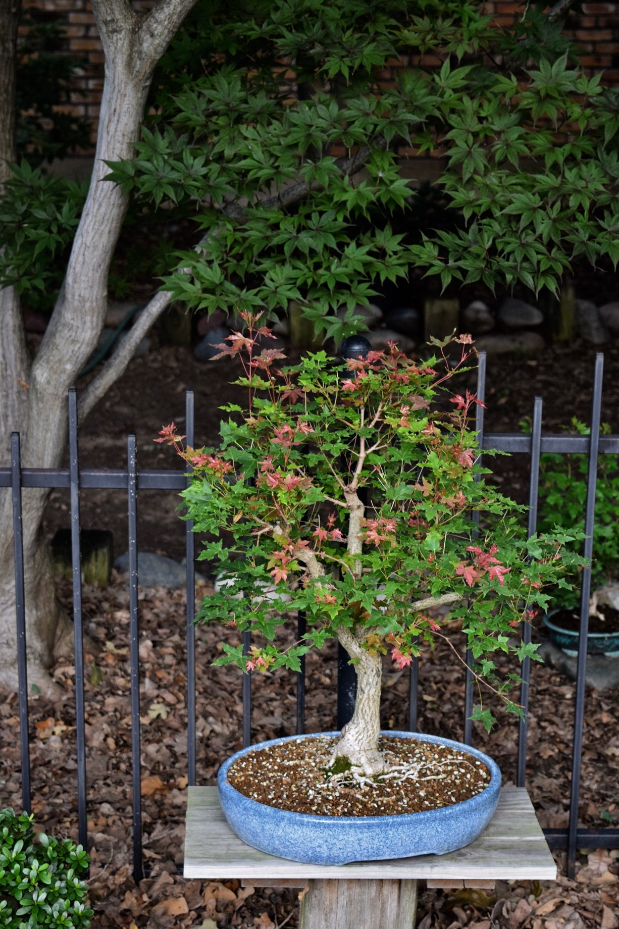 Acer truncatum Shantung Shandong maple bonsai Metro Maples dwarf Pure Fun