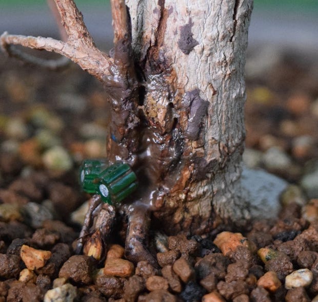 Acer truncatum root graft
