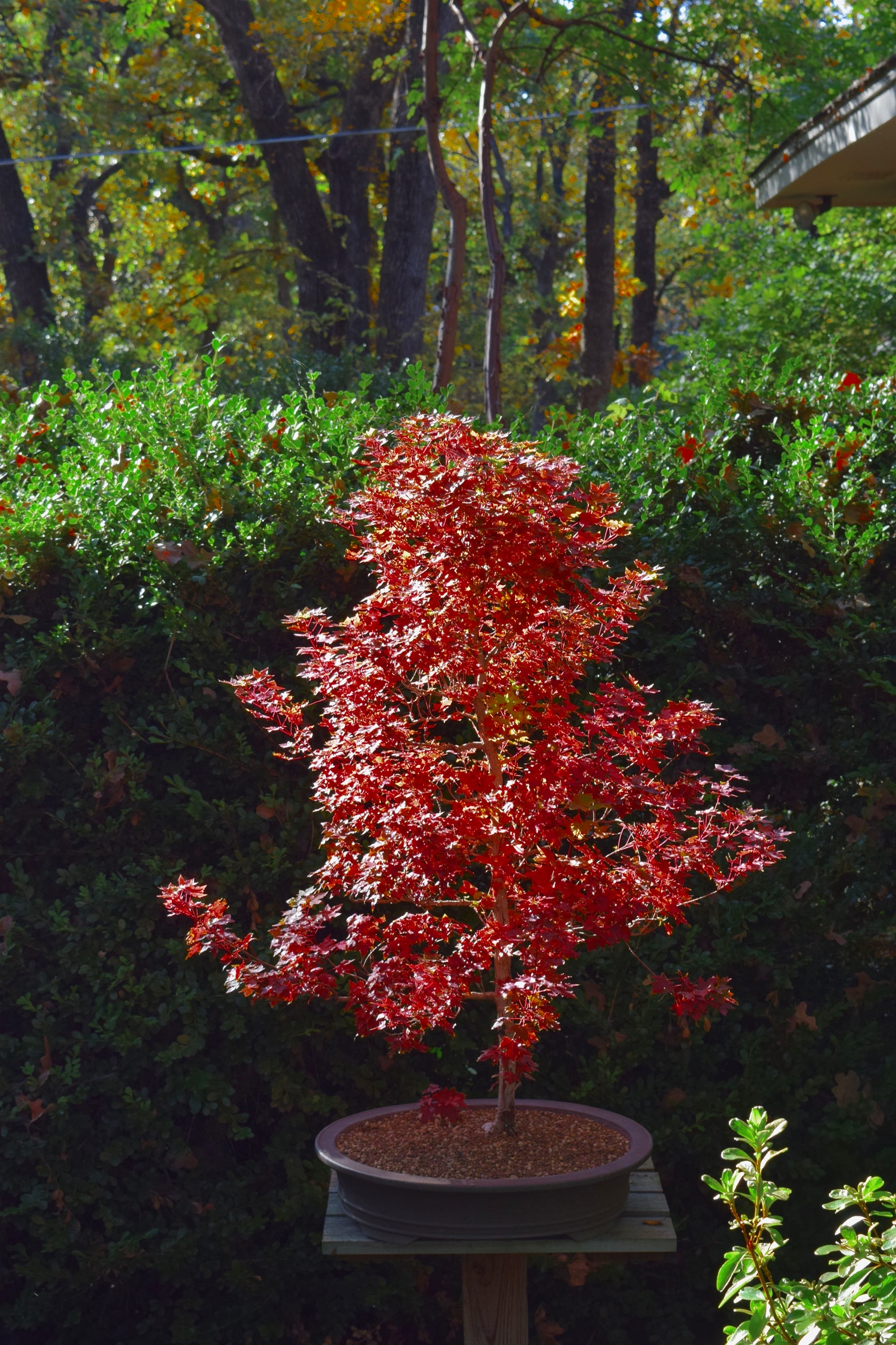 Acer trunctum Shantung maple Shandong maple dwarf bonsai fall color red Metro Maples