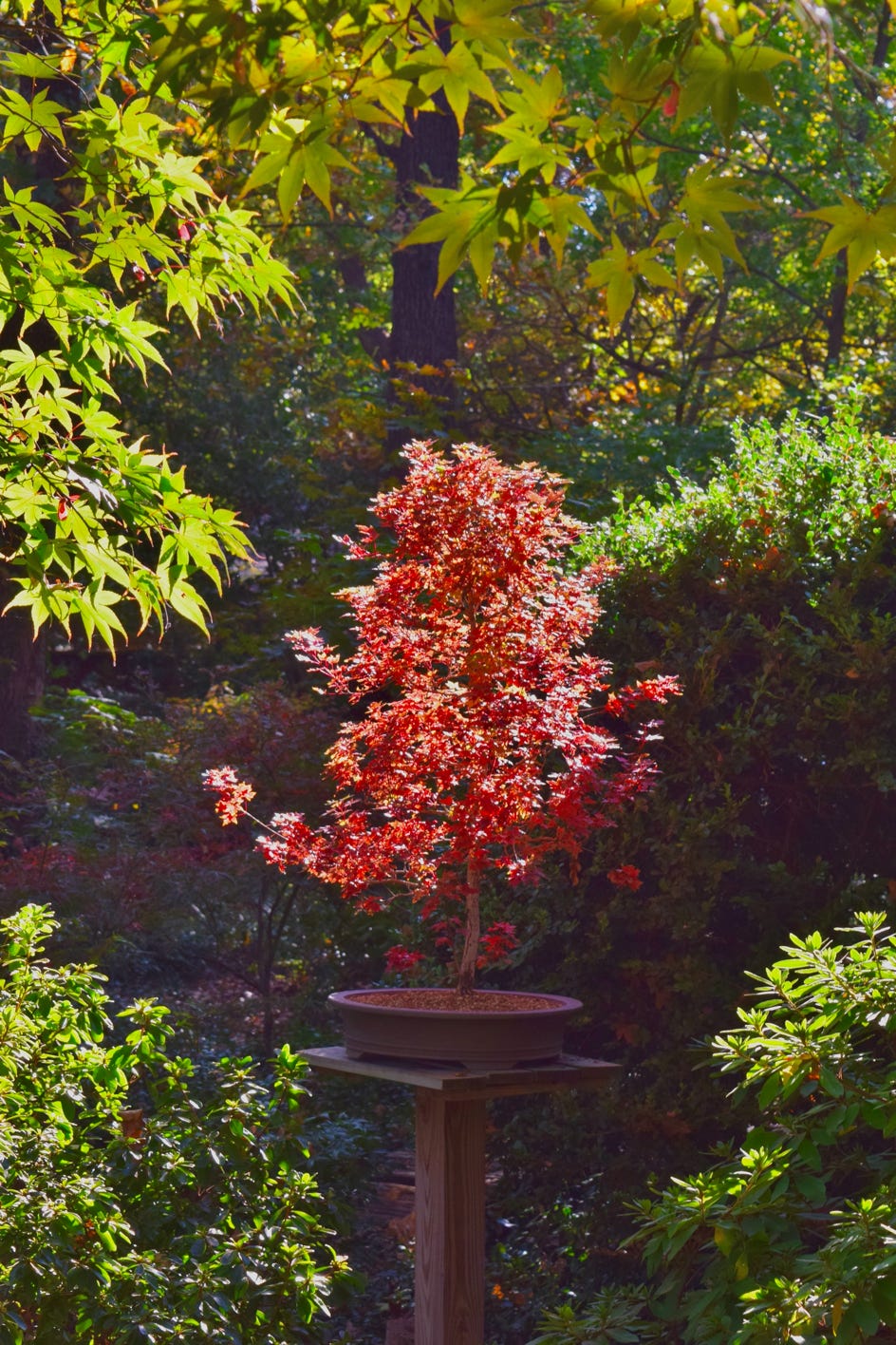 Acer trunncatum Flower God bonsai dwarf Shantung maple