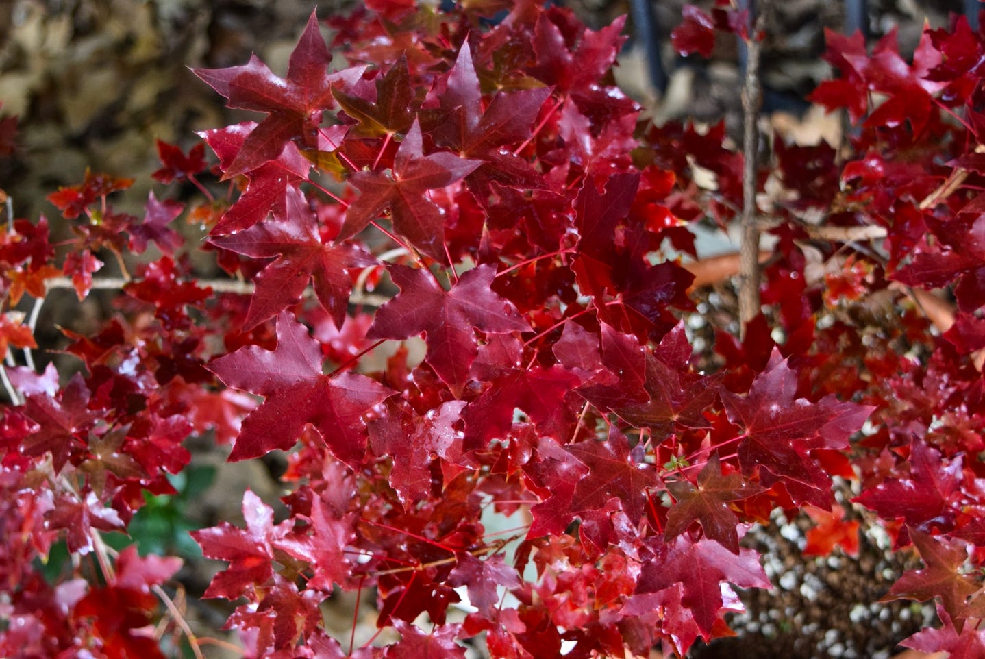 Acer truncatum dwarf Hppy Dragon bonsai maple fall color Shantung