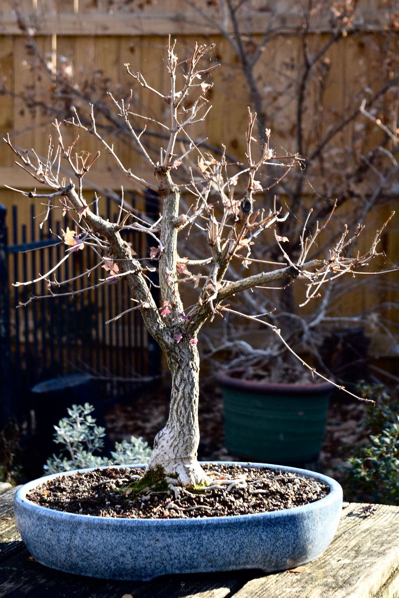 Acer truncatum Shantung Shandong maple dwarf bonsai 2021