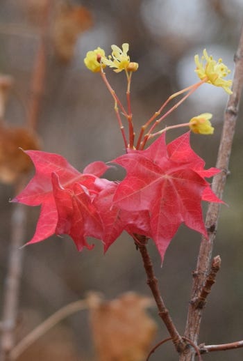 Acer truncatum dwarf Shantung maple leaves and flowers 2021