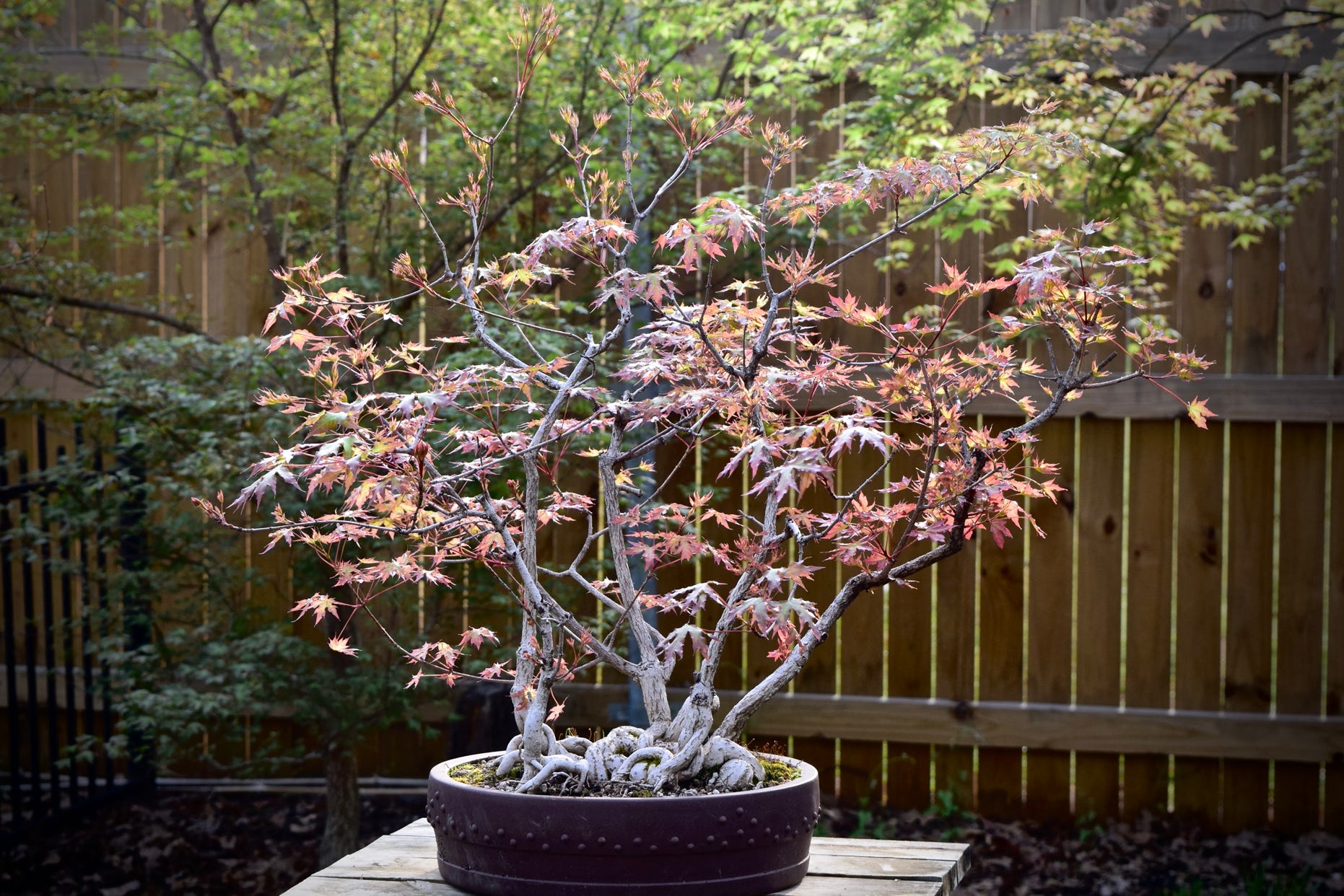 Shantung maple forest planting with exposed roots.  Acer truncatum Shandong maple bonsai maple bonsai