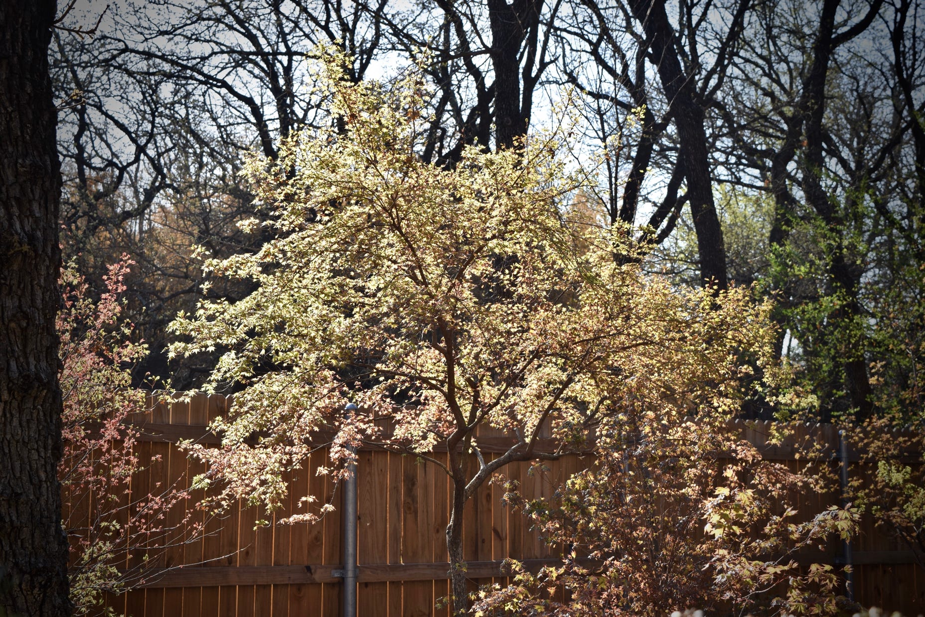 catum shantung maple shandong maple dwarf bonsai use spring maple color