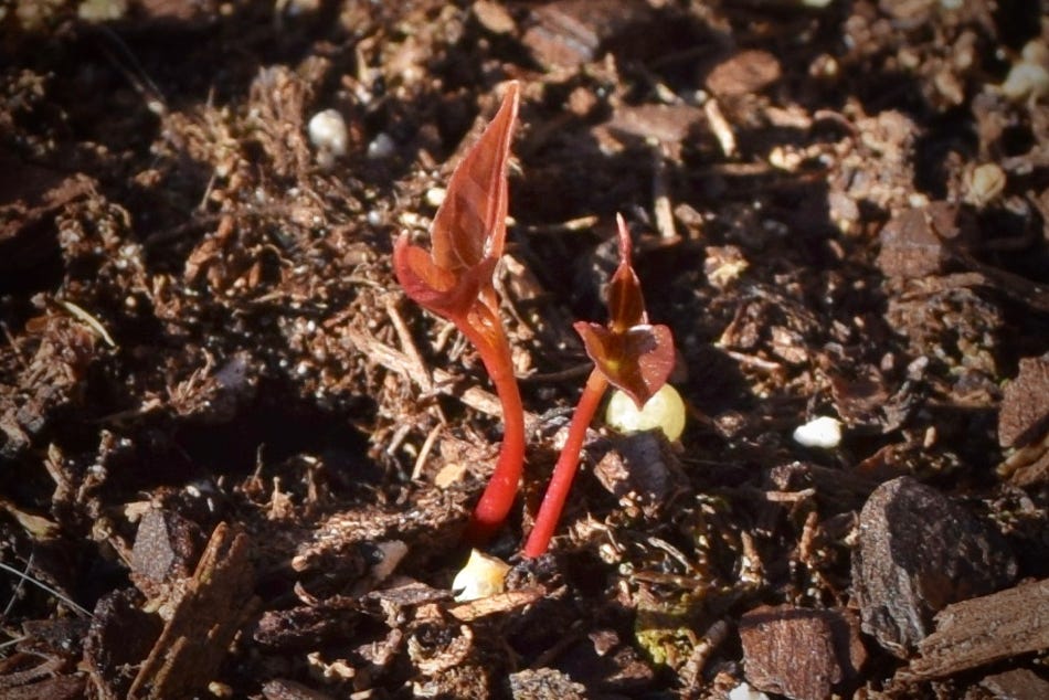 Acer truncatum dwarf seedling maple Shantung shandong maple 3rd generation Fire Dragon seedlings