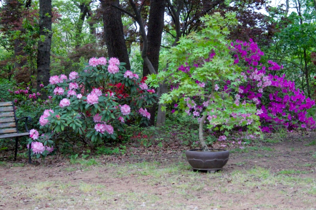 Acer truncatum 'Fire Dragon' Shandong or Shantung maple will stay in garden bonsai pot forever.