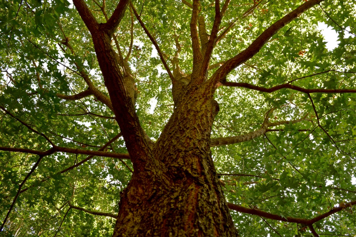 Acer truncatum, Shantung or Shandong maple.