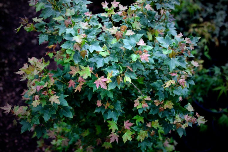 Acer truncatum 'Flower God' dwarf Shantung or Shandong maple.