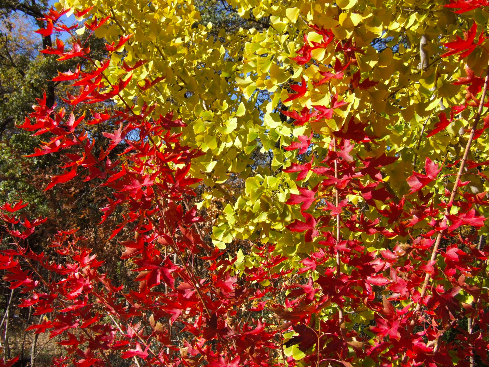 Fire Dragon TM Shantung maple in year 2007 with Ginkgo.  Acer truncatum Fire Dragon TM developed at Metro Maples, Fort Worth, TX, a great Shandong red maple.