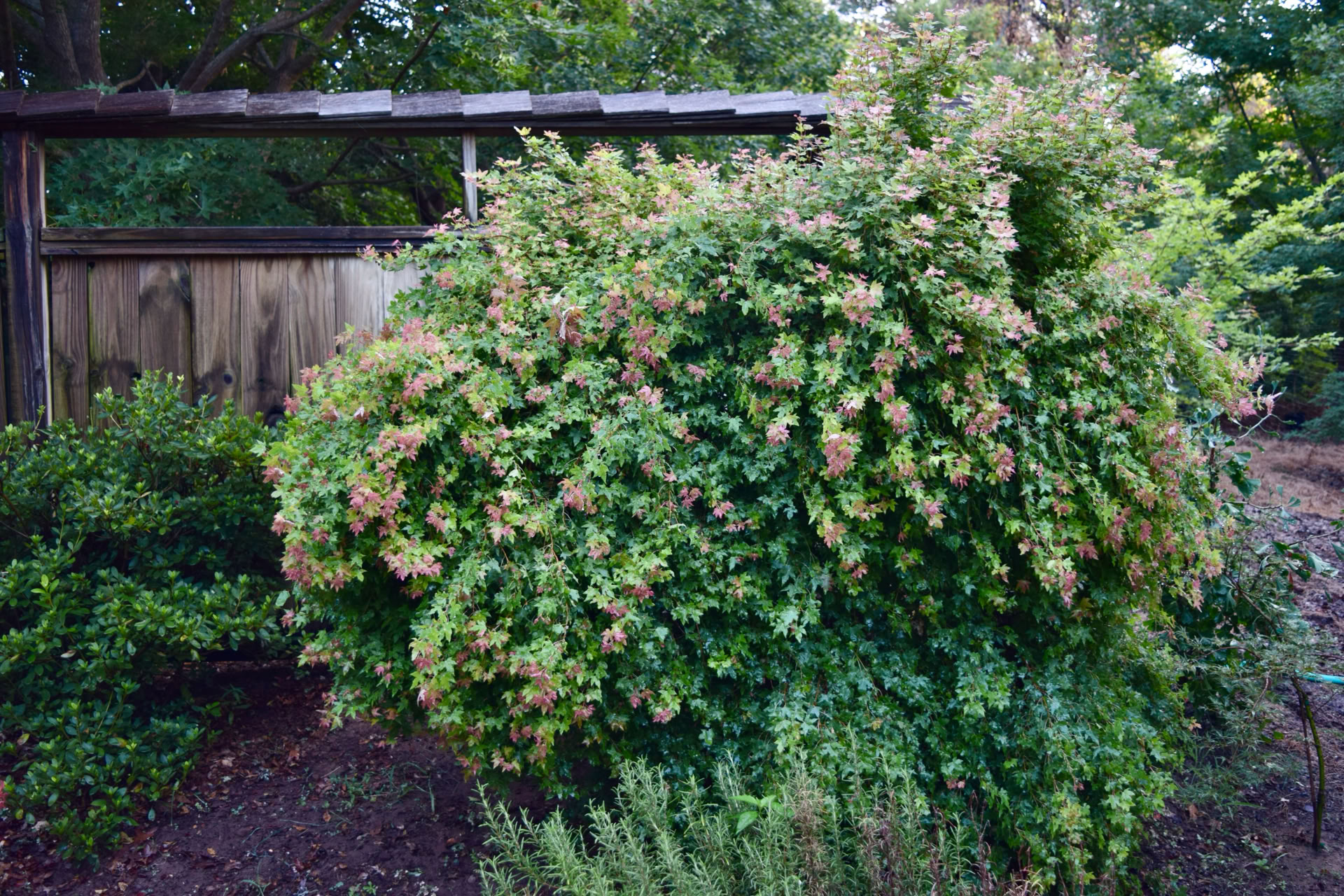 Acer truncatum Baby Dragon TM.  Dwarf Shandong, or Shantung maple, heat and cold tolerant.  Great for bonsai too.