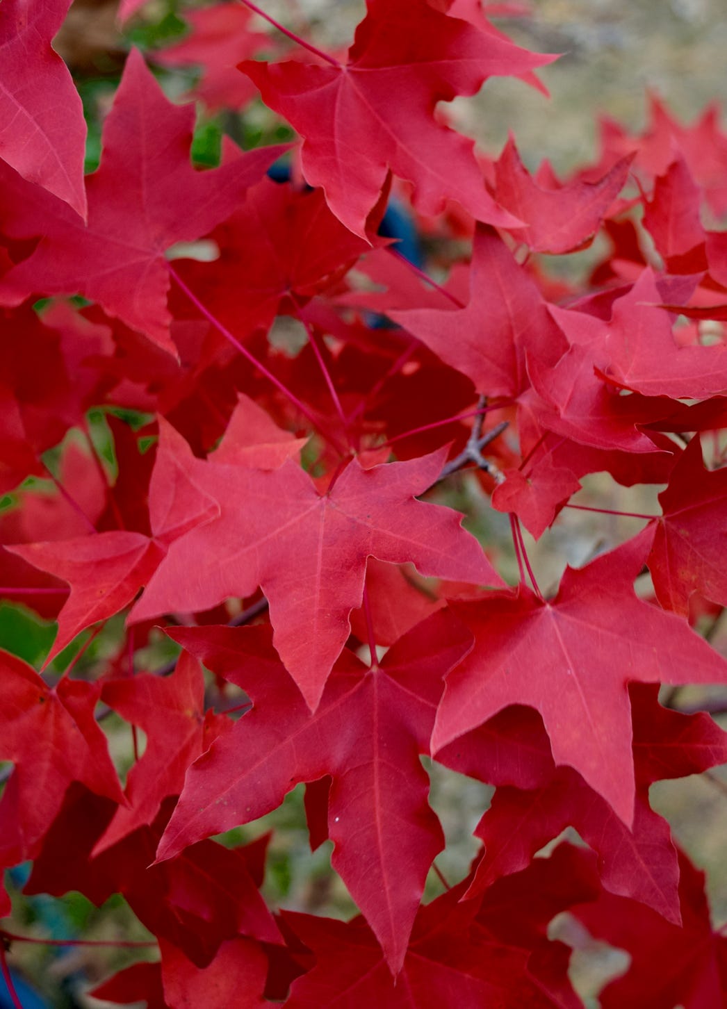 Fire Dragon, Acer truncatum Shantung maple Shandong maple tree, fall color, bonsai, metro maples, maple leeaves, information on maples