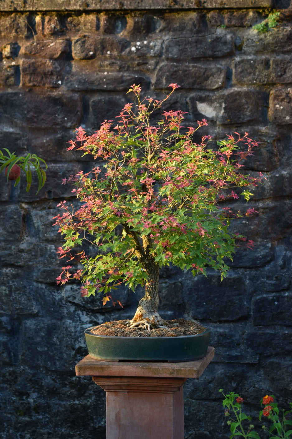 Flower God dwarf Shantung, early June 2025. Acer truncatum, dwarf Shantung, bonsai, maple flowers, red fall color