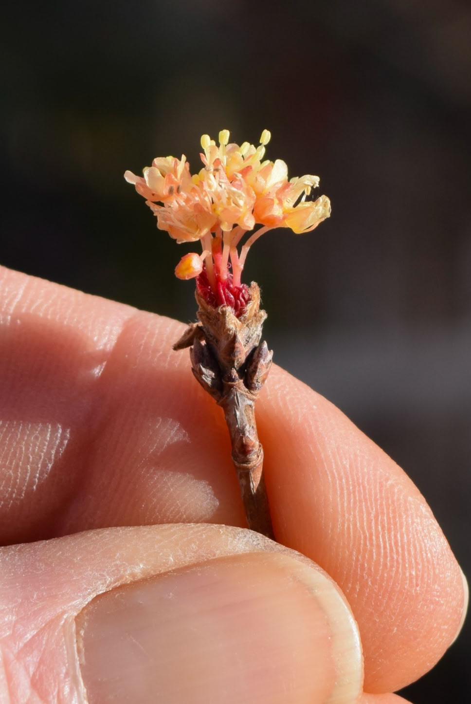 Acer truncatum Shantung maple Shandong maple tree, fall color, bonsai, metro maples, maple leeaves, information on maples