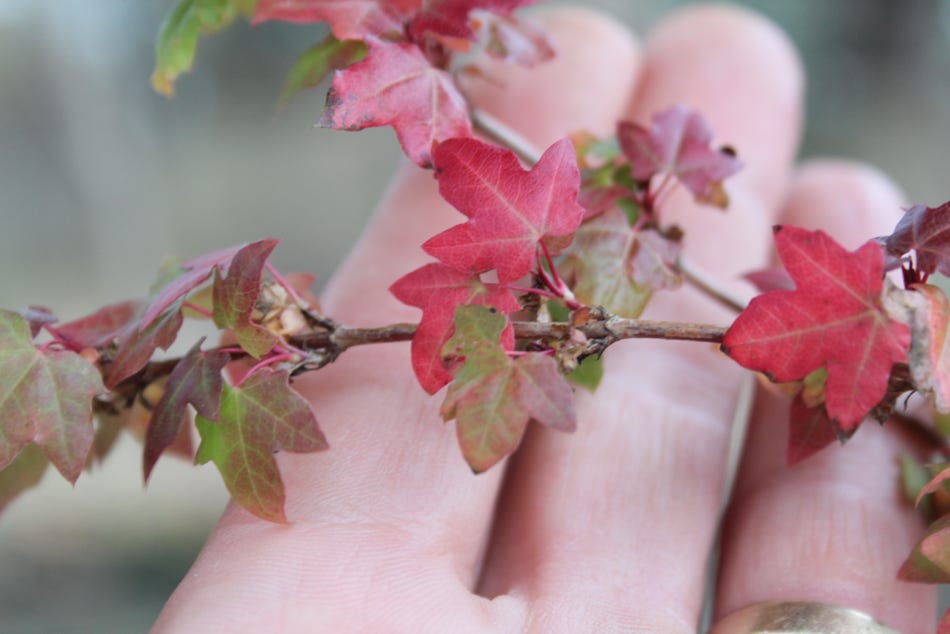 Fall color on Acer truncatum dwarfs after the 2011 record heat.  Shantung, or Shandong maple dwarfs with Fire Dragon parentage.