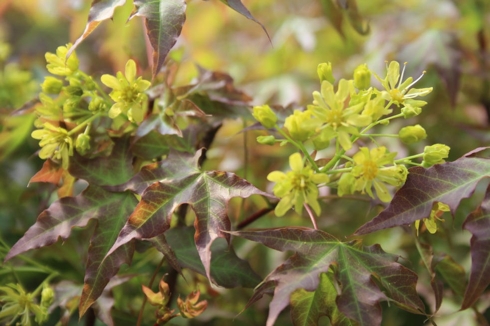 Acer truncatum Fire Dragon Shantung blooms at Metro Maples.  Shandong maple blooms before the leaves.