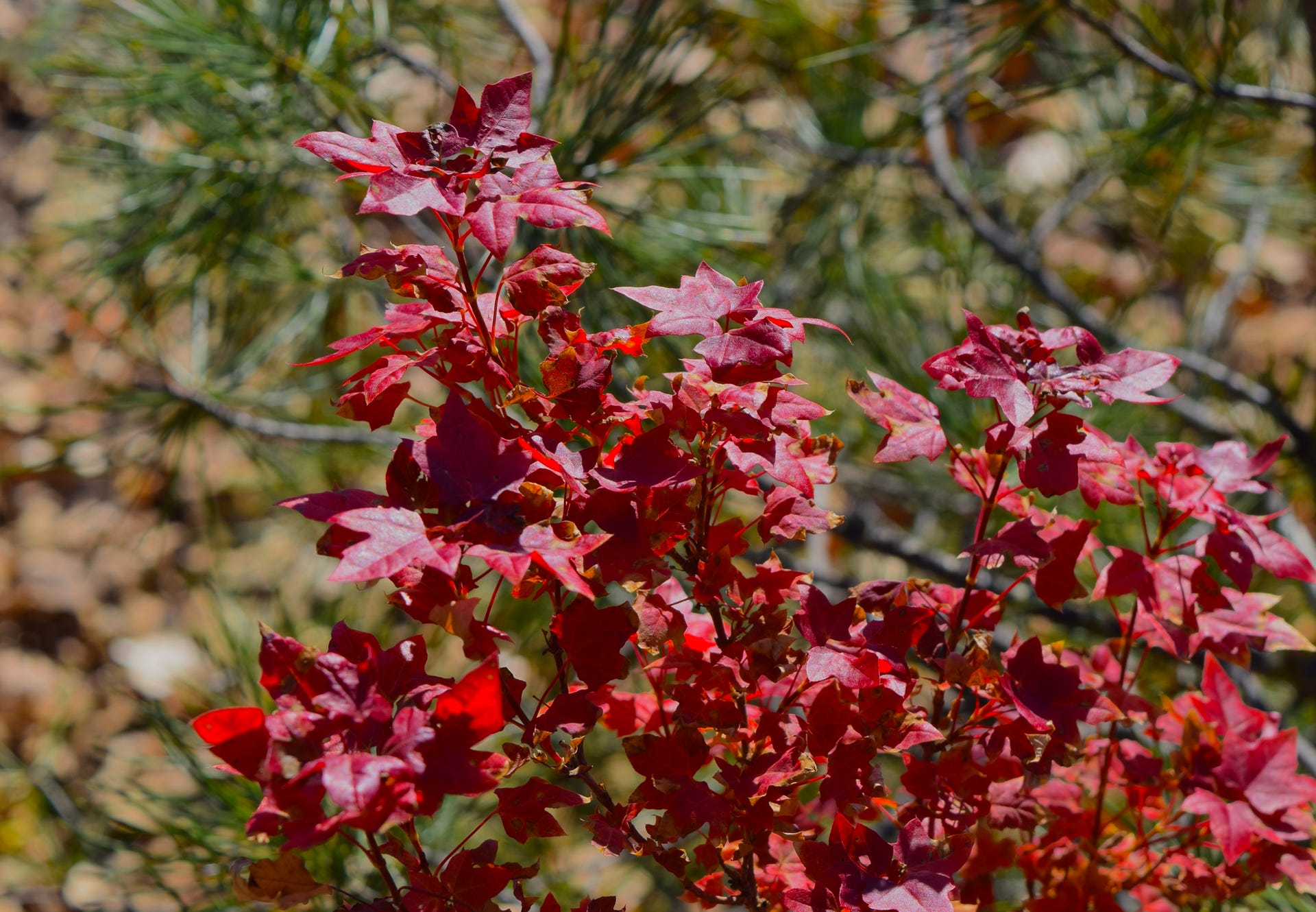 Acer truncatum Flower God, dwarf Shantung maple in fall color.  Metro Maples has discovered many dwarf Shantung.  Bonsai use.