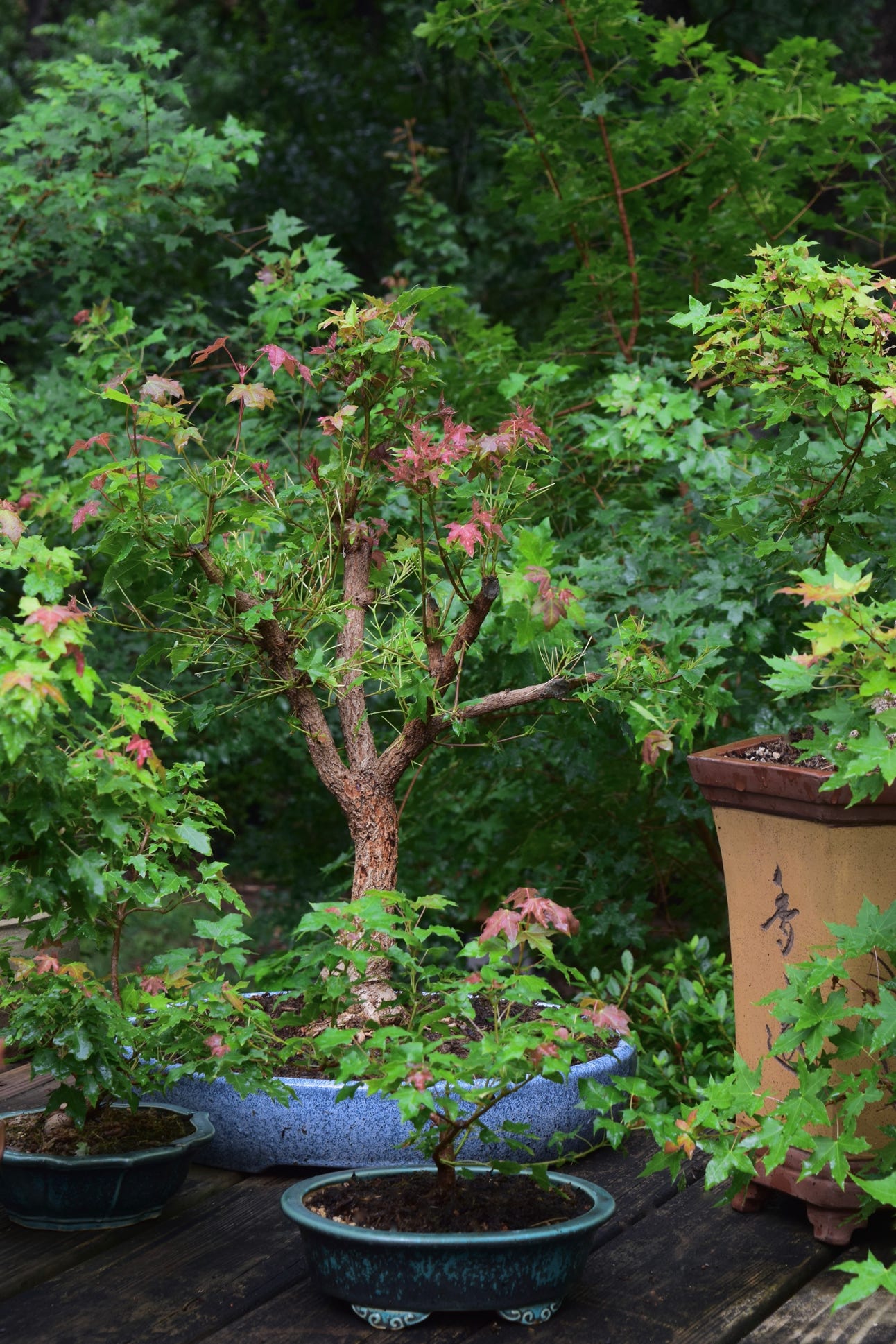 Acer truncatum Pure Fun dwarf Shantung, or Shandong maple bonsai - first year bonsai.  4 year old grafted tree.