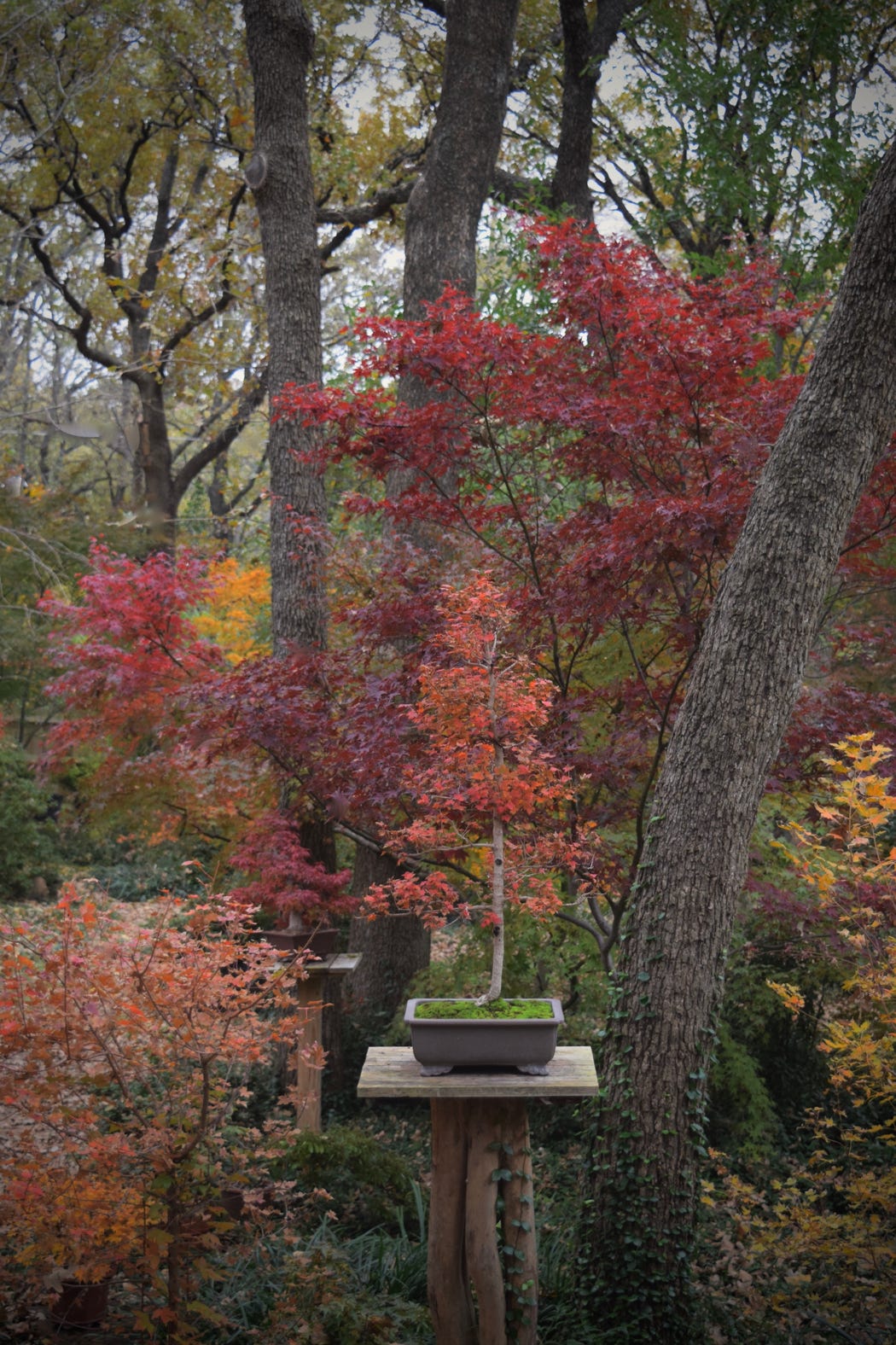 Acer truncatum Flower God dwarf Shandong, or Shantung maple bonsai.