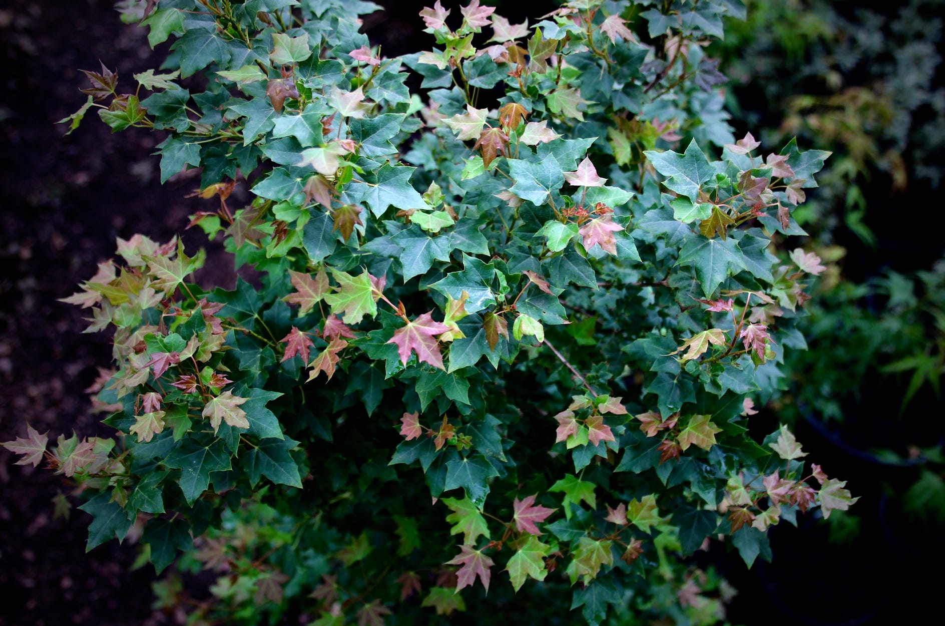 Acer truncatum Shantung maple Shandong maple tree, fall color, bonsai, metro maples, maple leeaves, information on maples