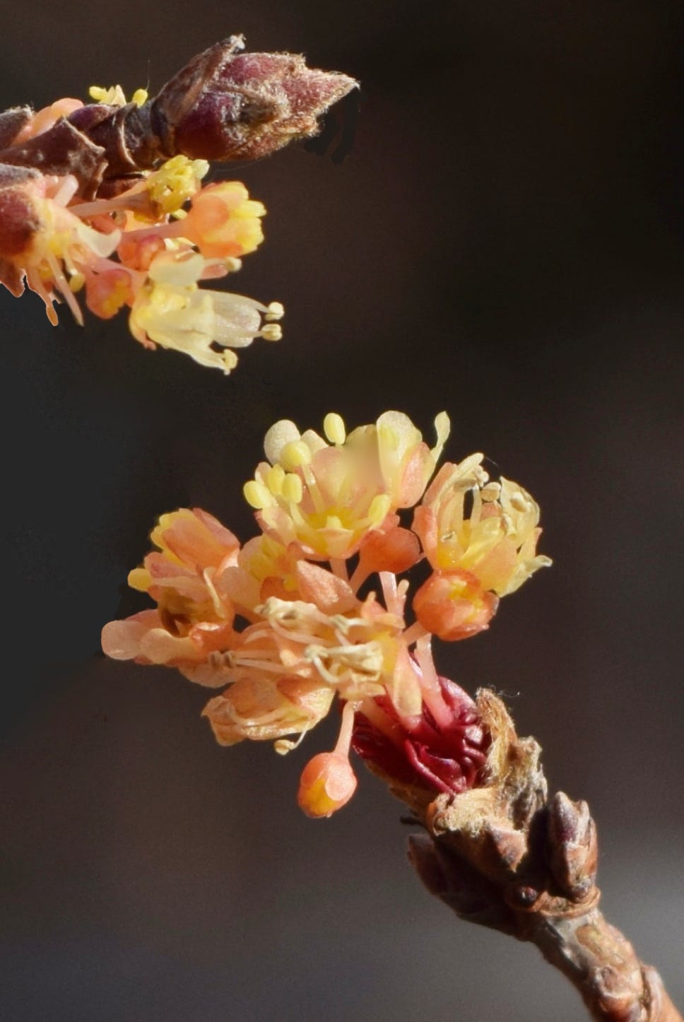 Acer truncatum Shantung maple Shandong maple tree, fall color, bonsai, metro maples, maple leeaves, information on maples