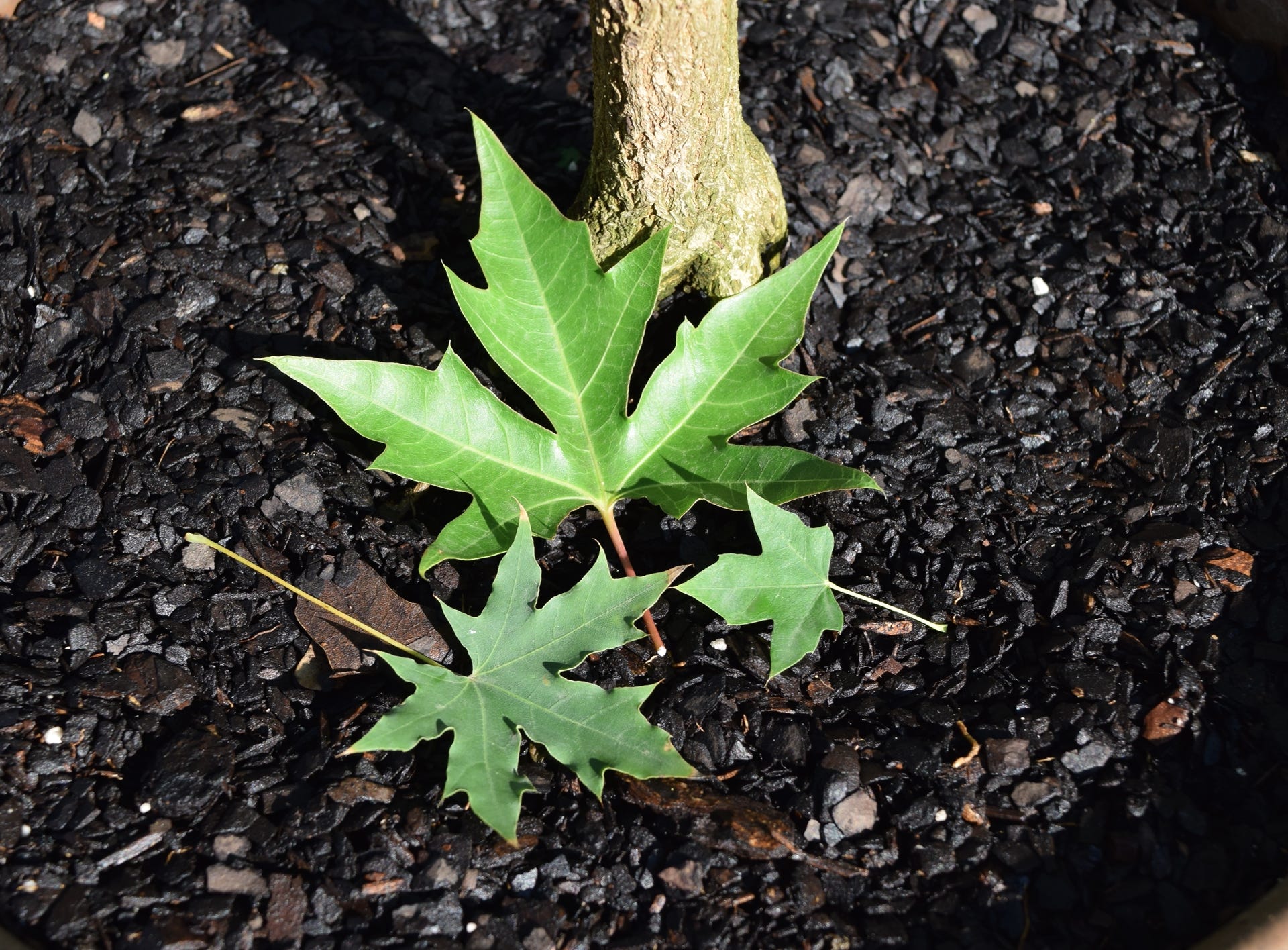 Fire Dragon Shantung maple and siblings of all sizes.  Acer truncatum.  Maple.