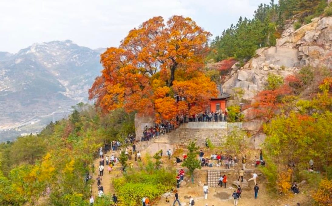 Shantung maple, acer tuncatum, 350 years old, fall 2024 in China