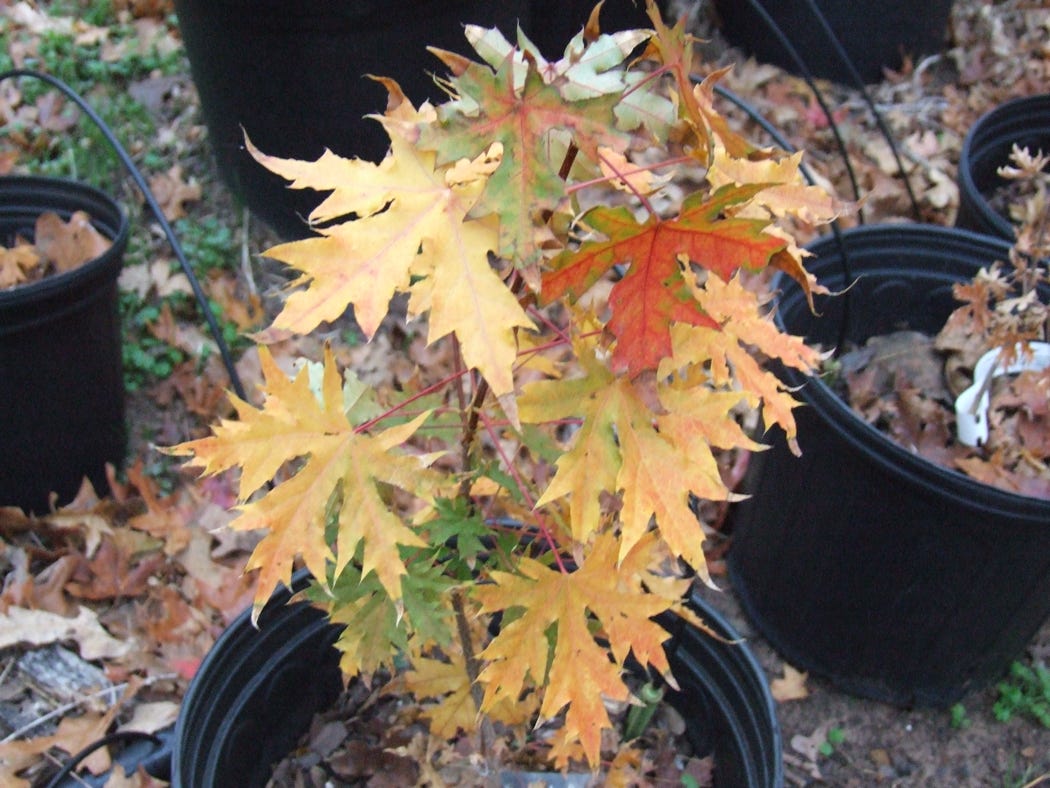 Acer truncatum Shantung maple Shandong maple tree, fall color, bonsai, metro maples, maple leeaves, information on maples