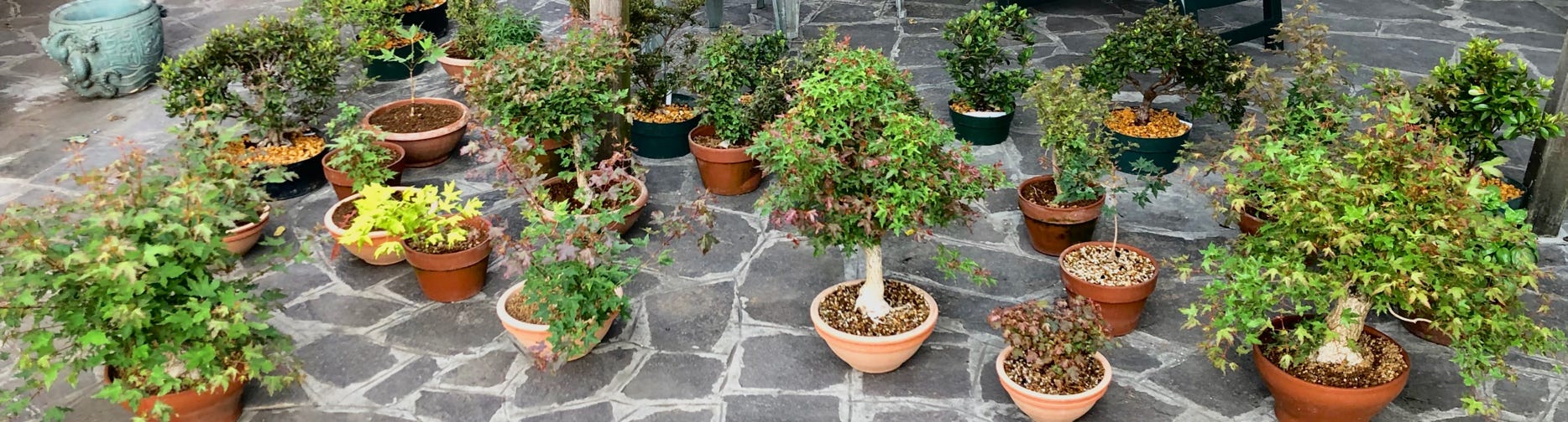 Acer truncatum Shantung maples Italy dwarf bonsai fire dragon