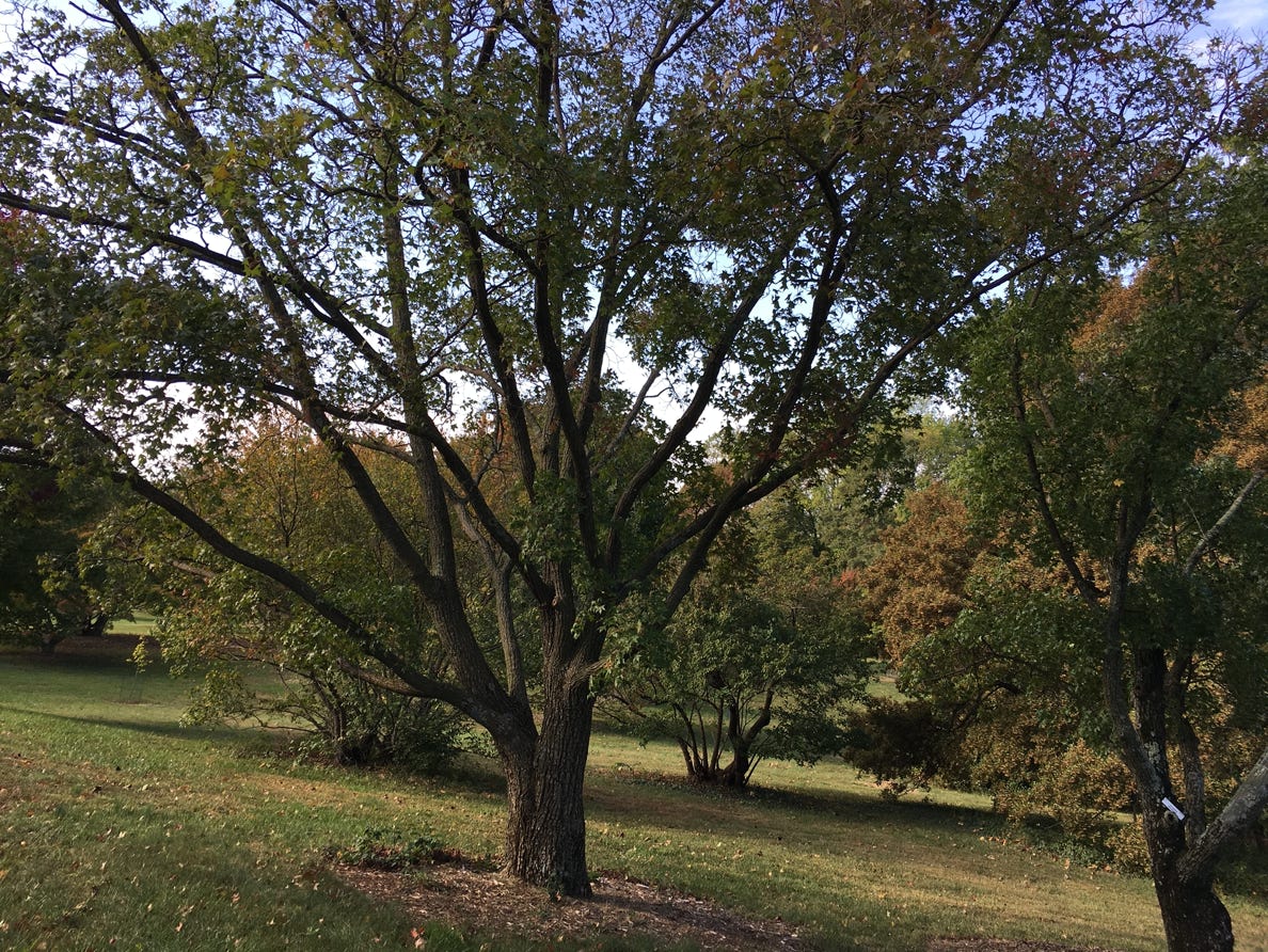 Acer truncatum, common name Shandong or Shantung maple at USDA Arboretum, Washington, DC.