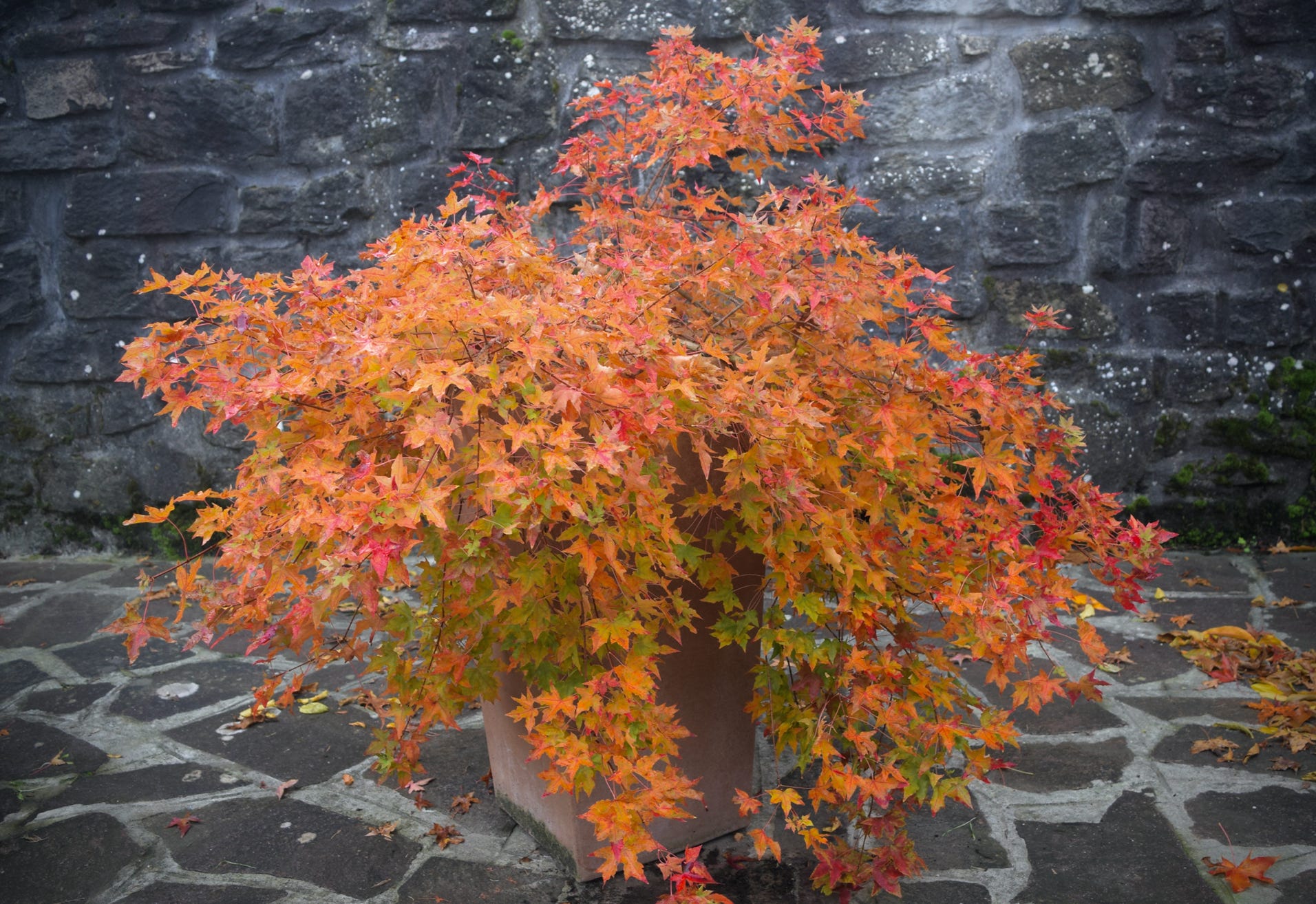 Acer truncatum Shantung maple Shandong maple tree, fall color, bonsai, metro maples, maple leeaves, information on maples  Fire dragon seedling