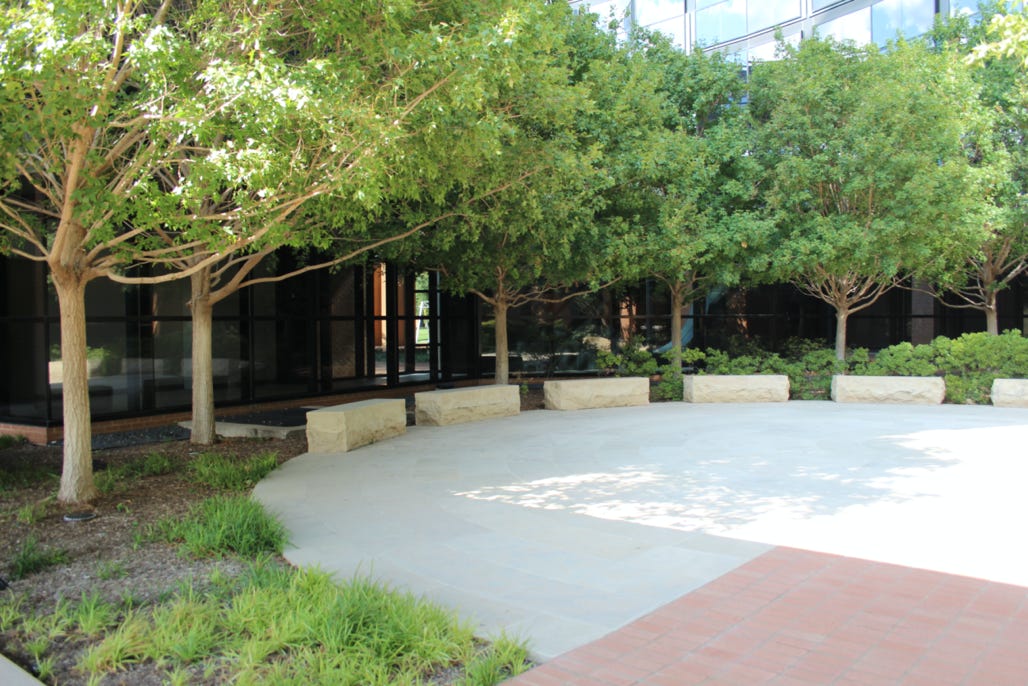 Acer truncatum or Shandong Shantung maples in Fort Worth, TX.