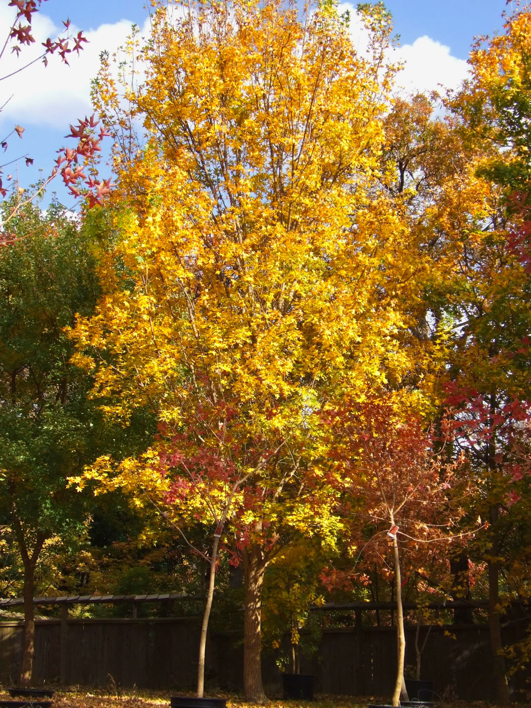 Acer truncatum Shantung maple Shandong maple tree, fall color, bonsai, metro maples, maple leeaves, information on maples