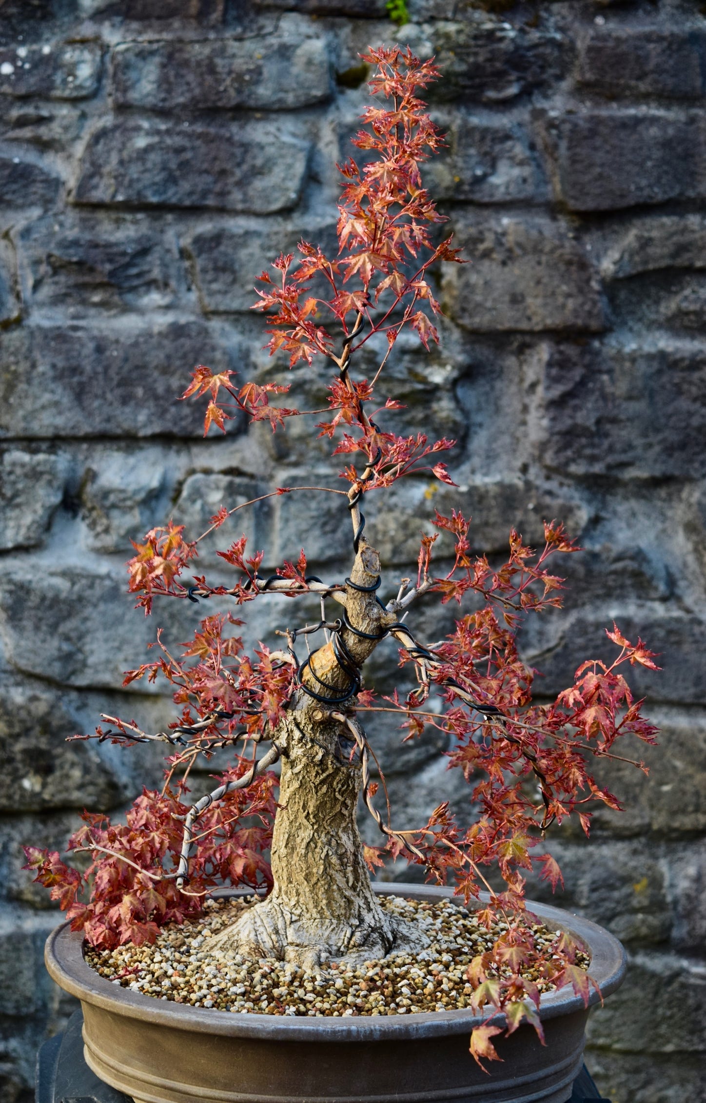 Baby Dragon bonsai, Shantung maple, acer truncatum, Metro Maples, dwarf maple