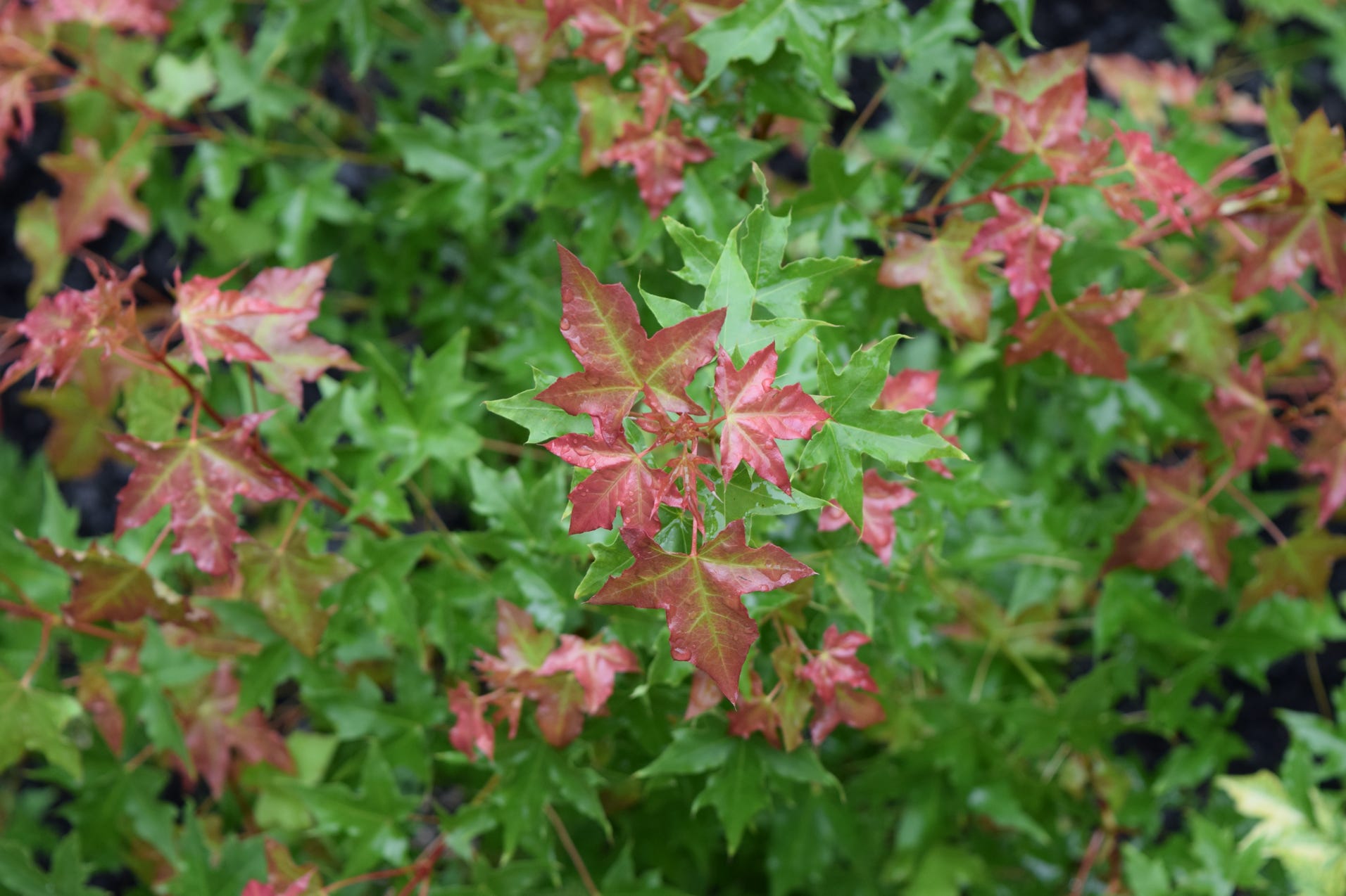 Acer truncatum Shantung maple Shandong maple tree, fall color, bonsai, metro maples, maple leeaves, information on maples