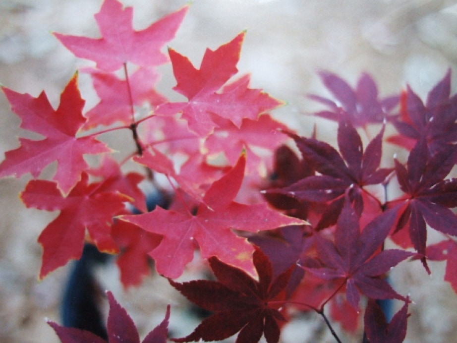 Acer truncatum Fire Dragon Shantung or Shandong maple with Japanese maple Bloodgood.