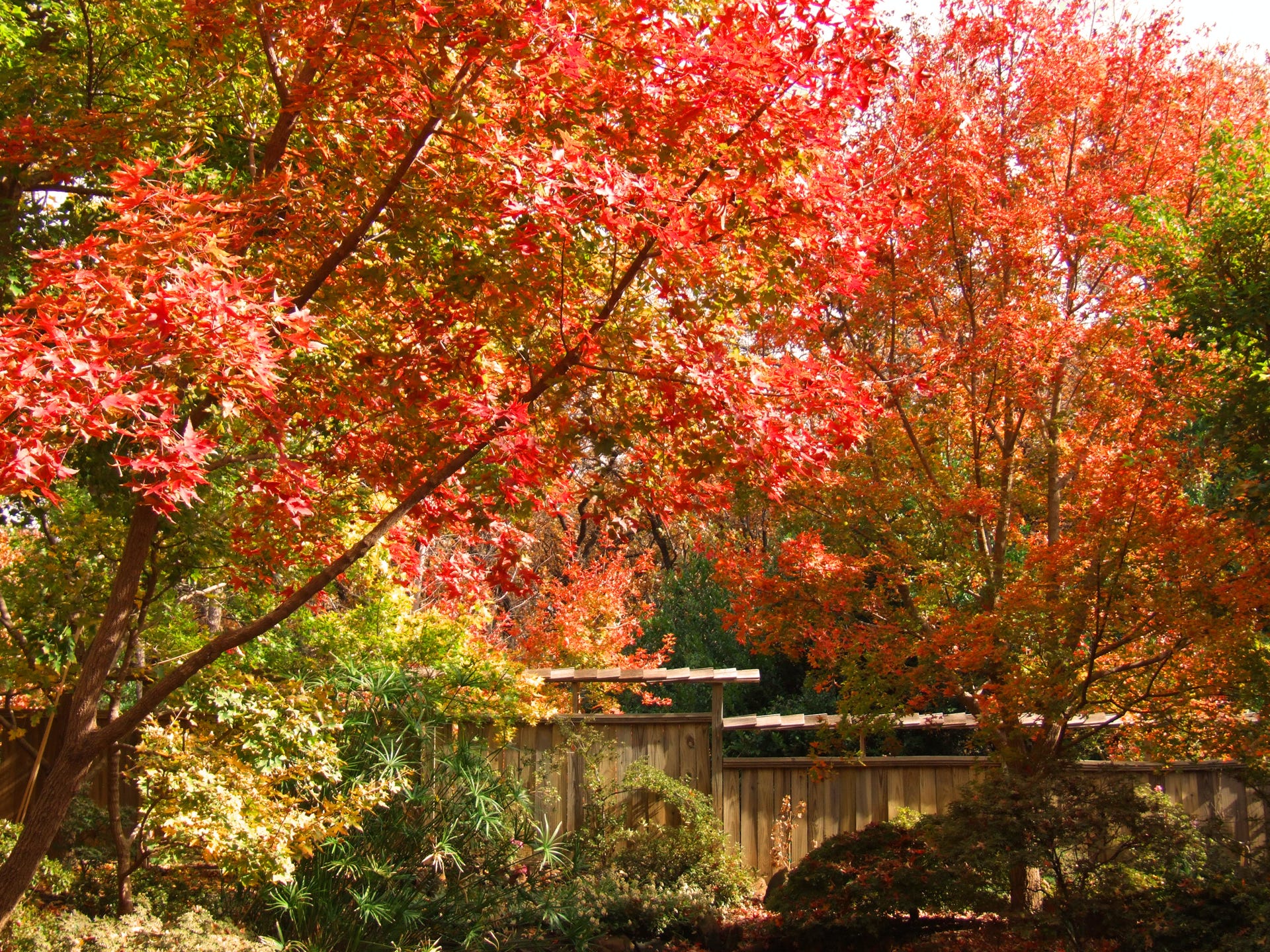 Acer truncatum Fire Dragons in the gardens at Metro Maples 2010.  Shandong, or Shantung maples are great maple trees.