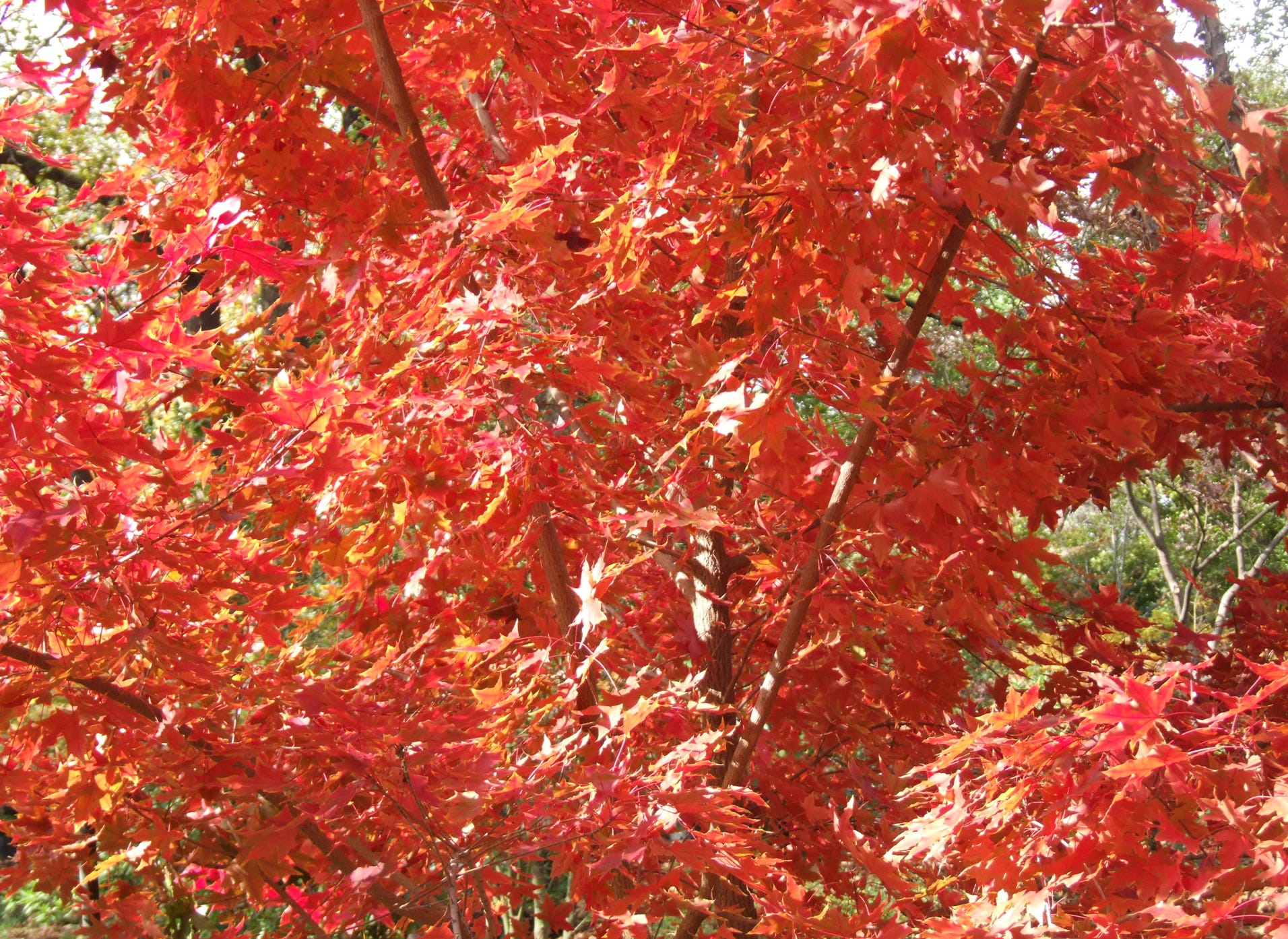 Acer truncatum Shantung maple Shandong maple tree, fall color, bonsai, metro maples, maple leeaves, information on maples