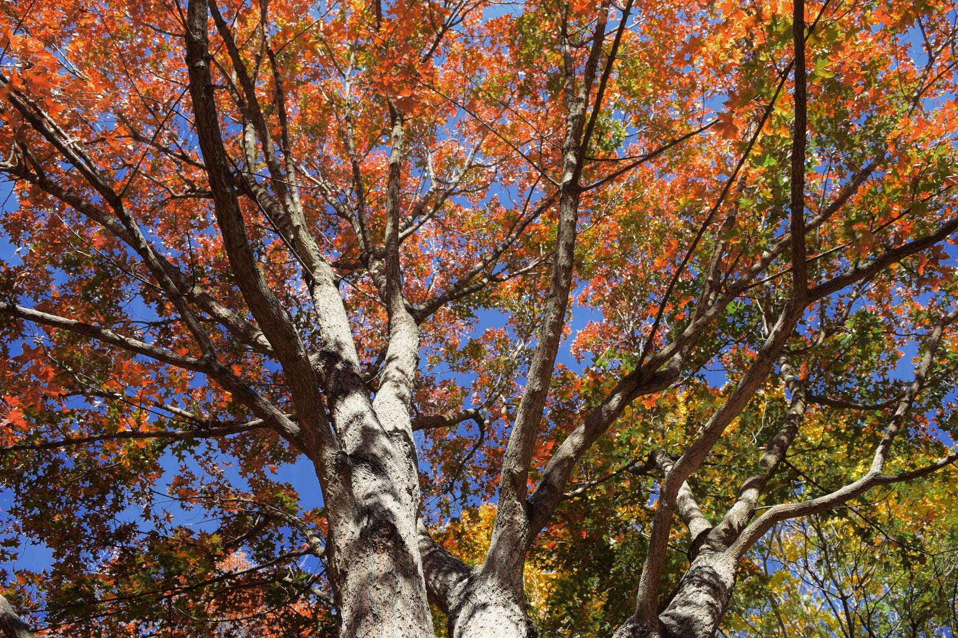 Acer truncatum Fire Dragon.  Shantung maple with red fall color.  Great shape on this Shandong maple too.