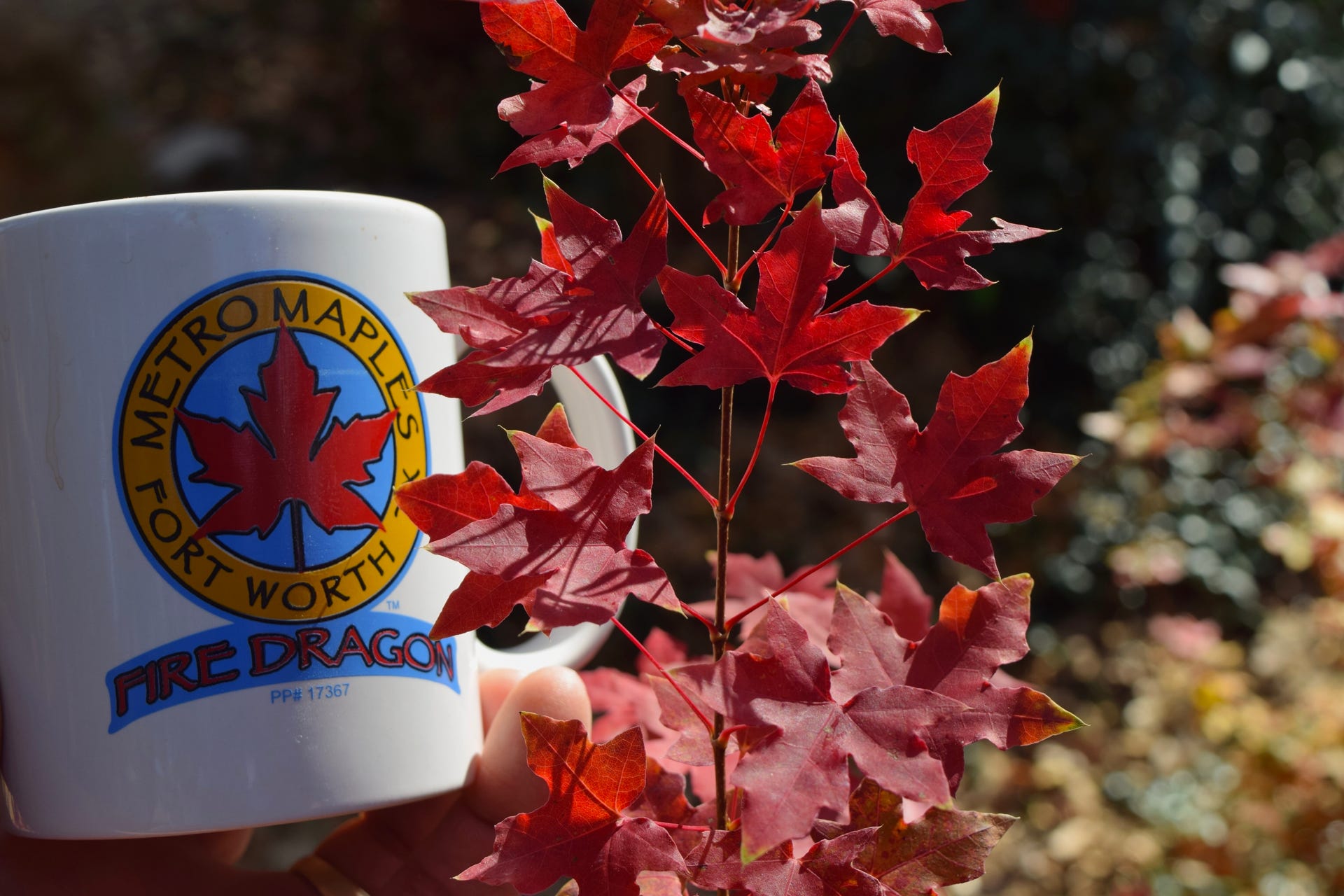 Happy Dragon Shantung, or Shandong maple.  These truncatum will make great bonsai or dwarf maples in the landscape.