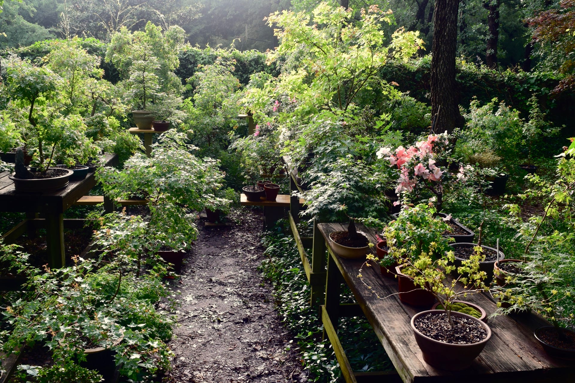 Acer truncatum, Shantung maples abound in the Dragon Lair.  Dwarf Shandong maple for bonsai.