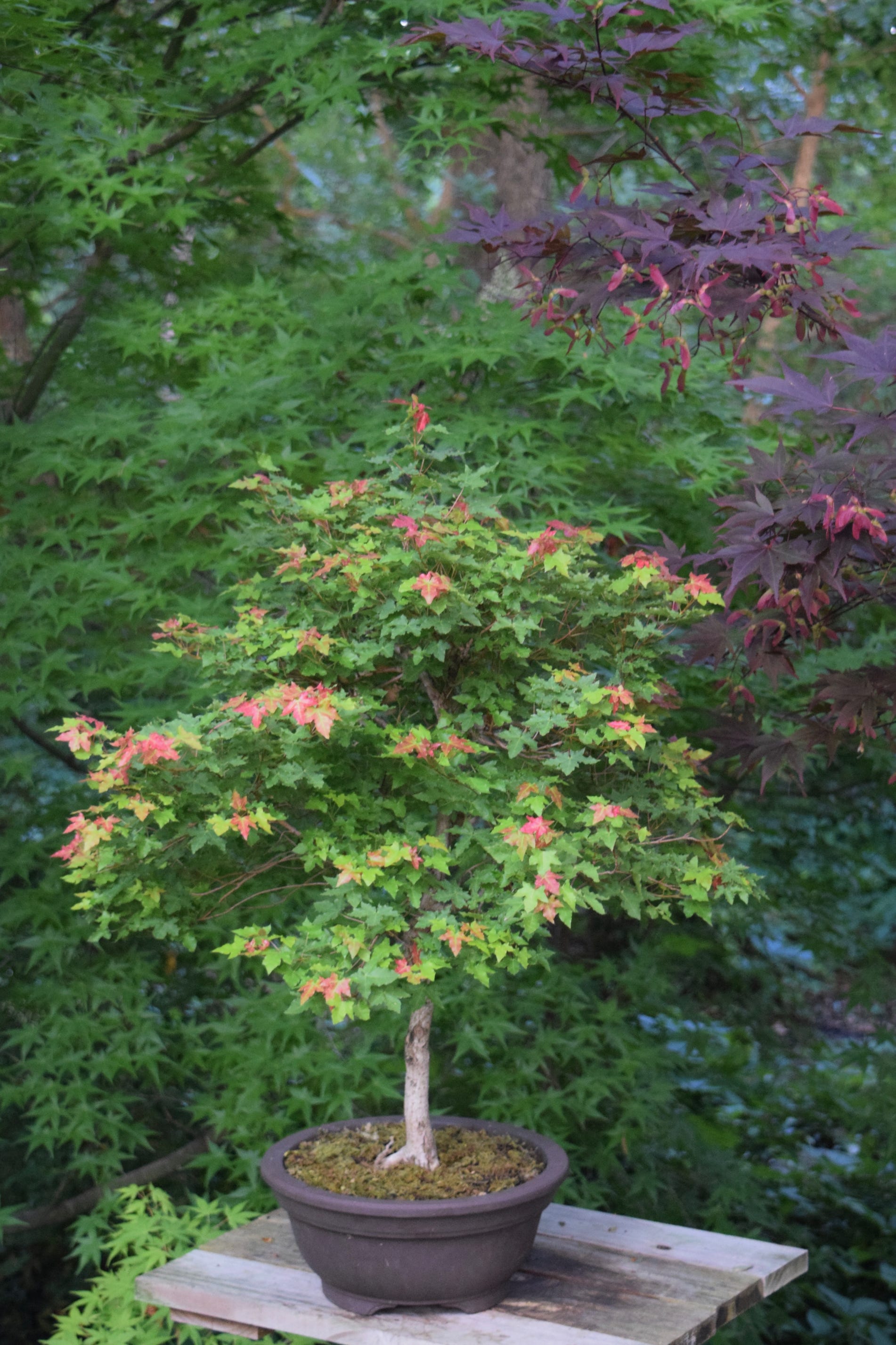 Acer truncatum Shantung maple Shandong maple tree, fall color, bonsai, metro maples, maple leeaves, information on maples