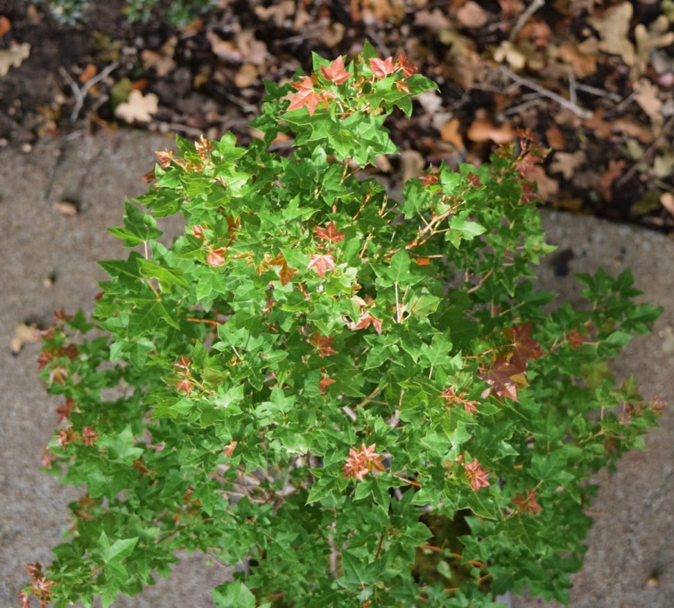 Aceer truncatum dwarf Flower god Shantung or Shandong maple bonsai.