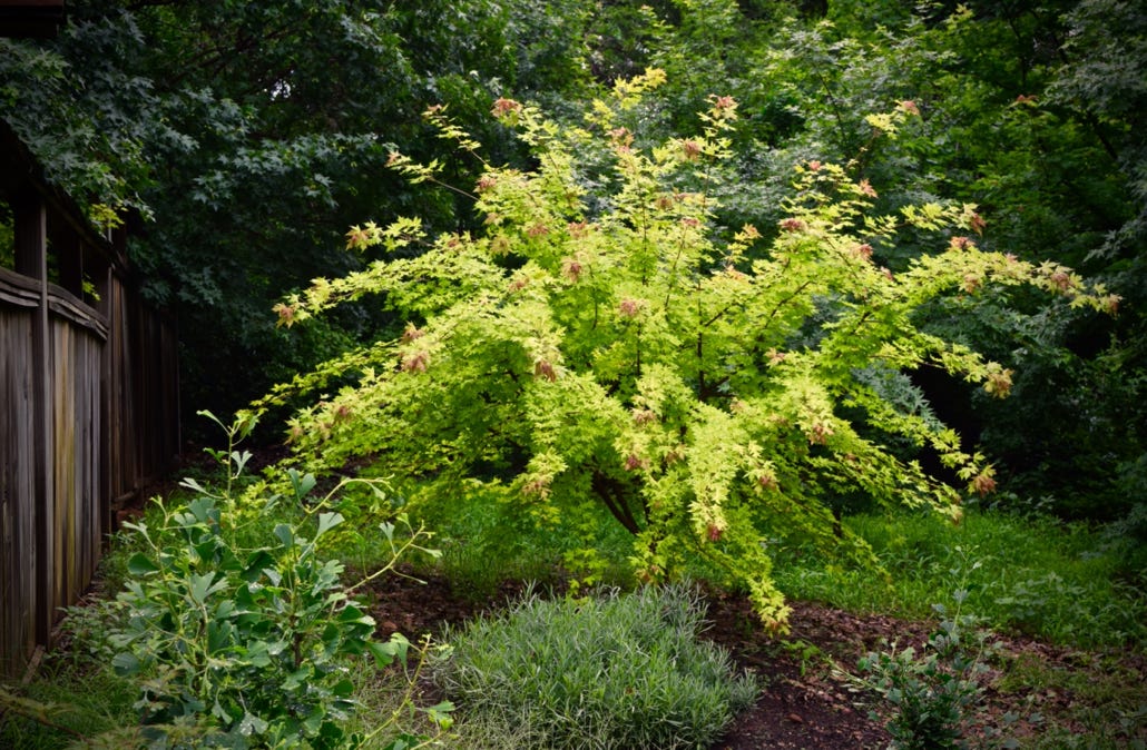 Acer truncatum 'Super Dragon' TM Shandong or Shantung maple.