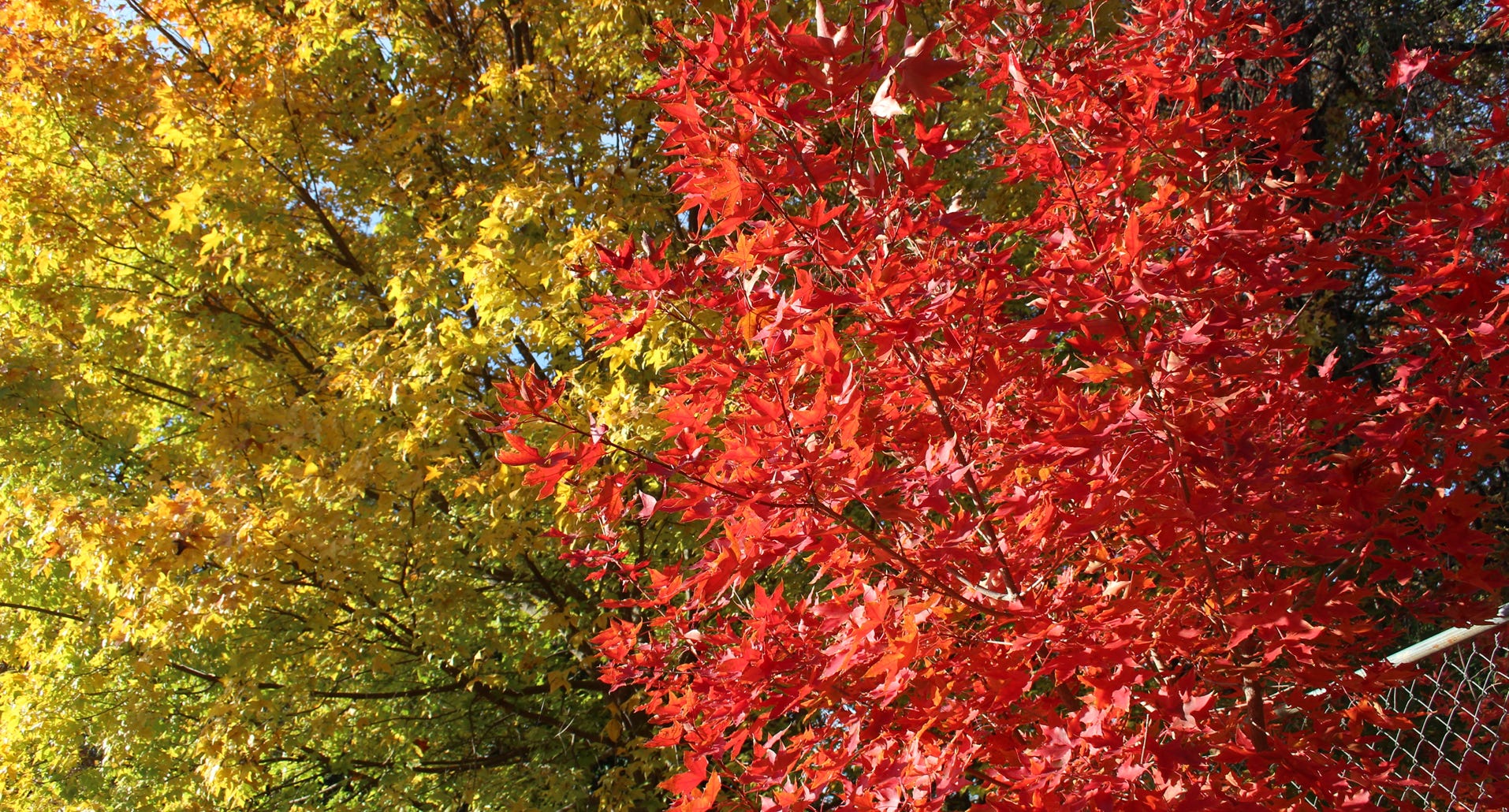 Acer truncatum Shantung maple Shandong maple tree, fall color, bonsai, metro maples, maple leeaves, information on maples