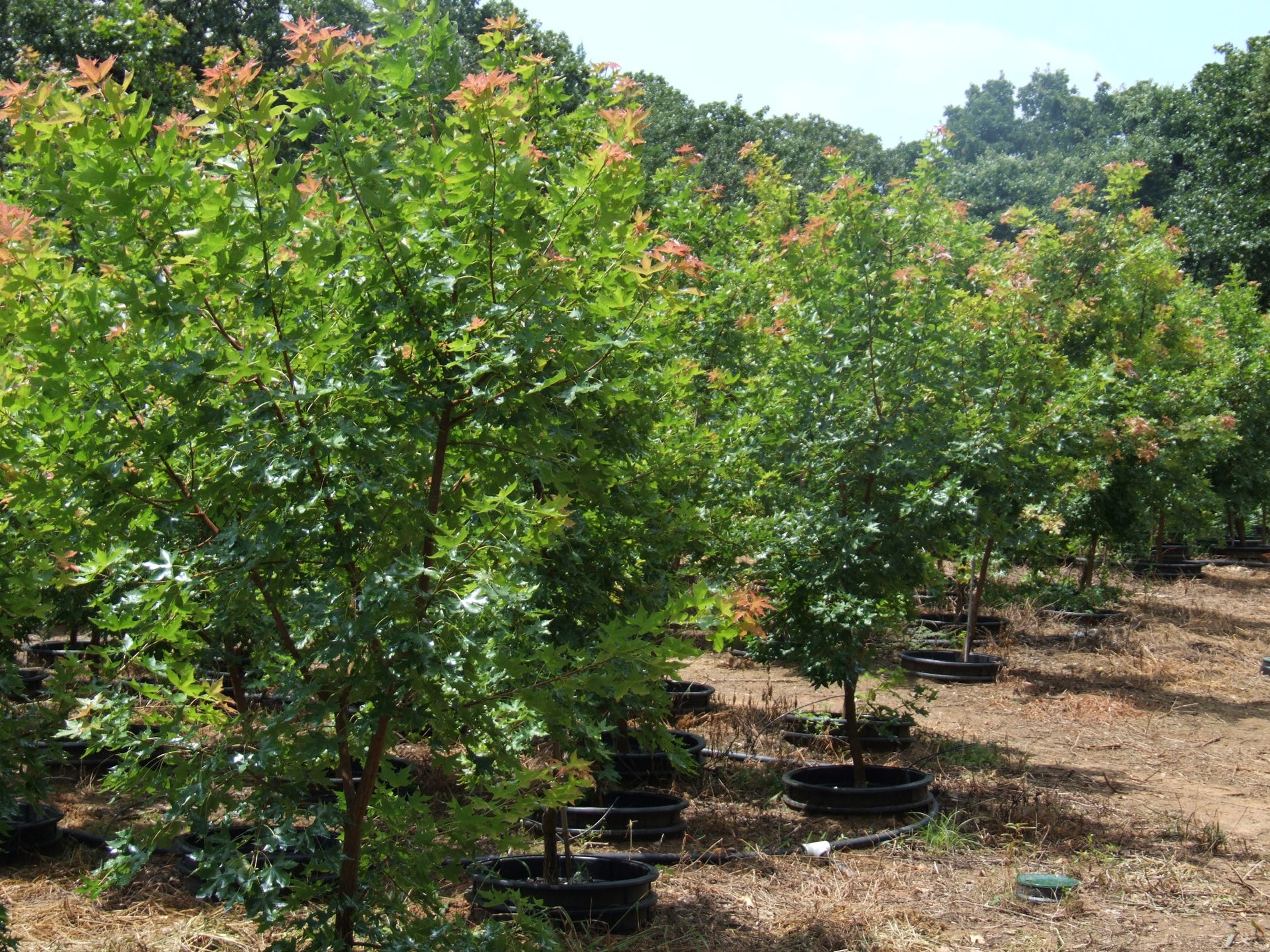 Acer truncatum Shantung maple Shandong maple tree, fall color, bonsai, metro maples, maple leeaves, information on maples