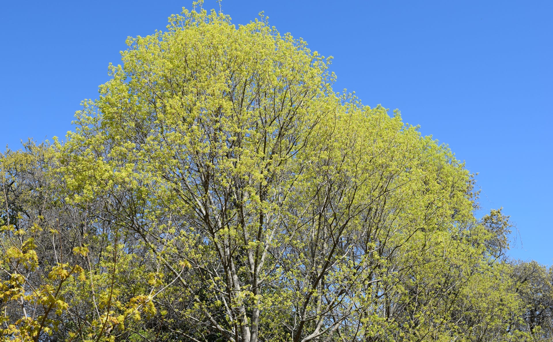 Acer truncatum Shantung maple Shandong maple tree, fall color, bonsai, metro maples, maple leeaves, information on maples