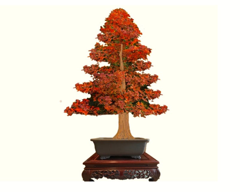 Acer truncatum Flower God dwarf Shantung maple mock up of bonsai goal.